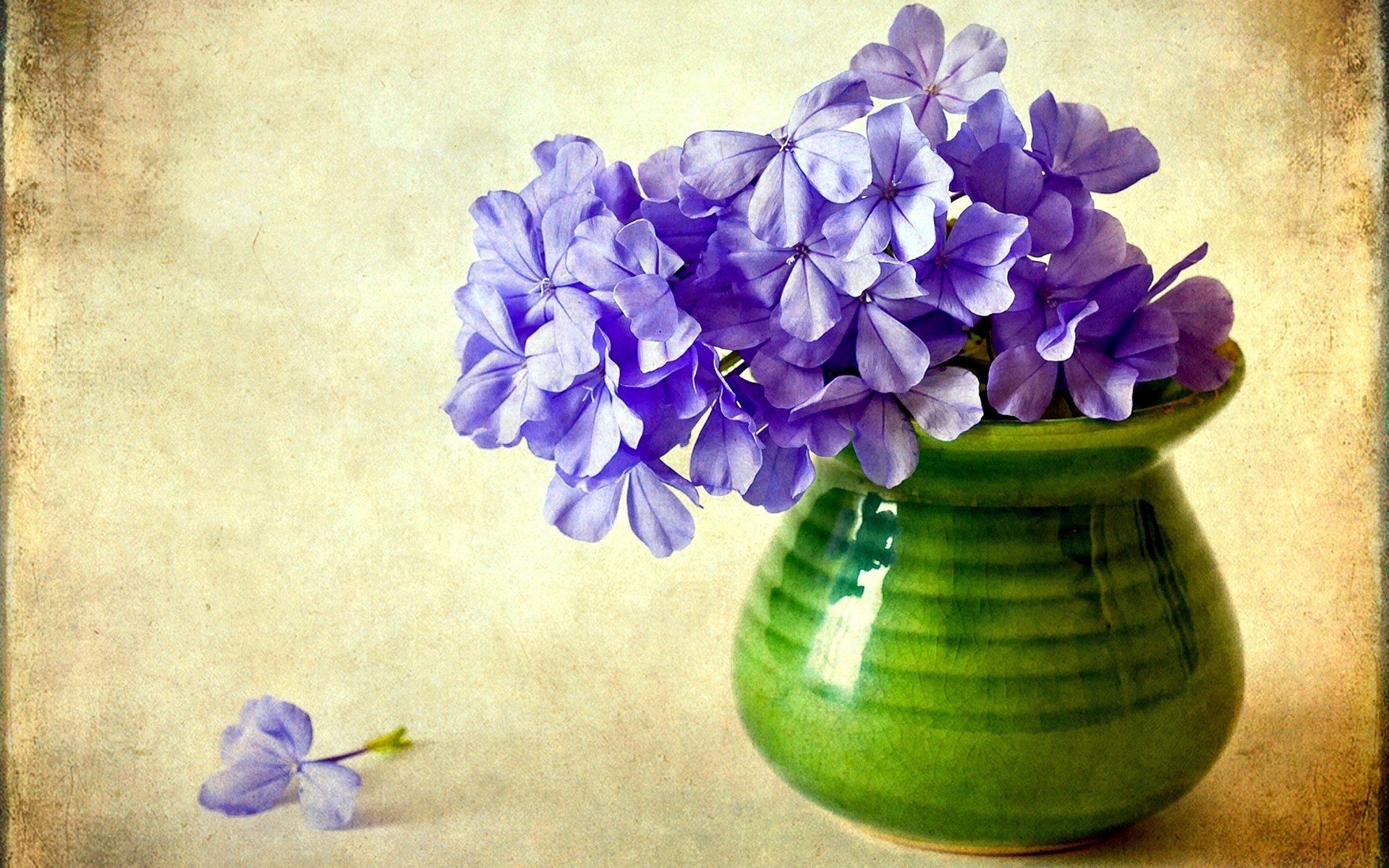 Flower Phlox Purple Flower Vase 1920x1200