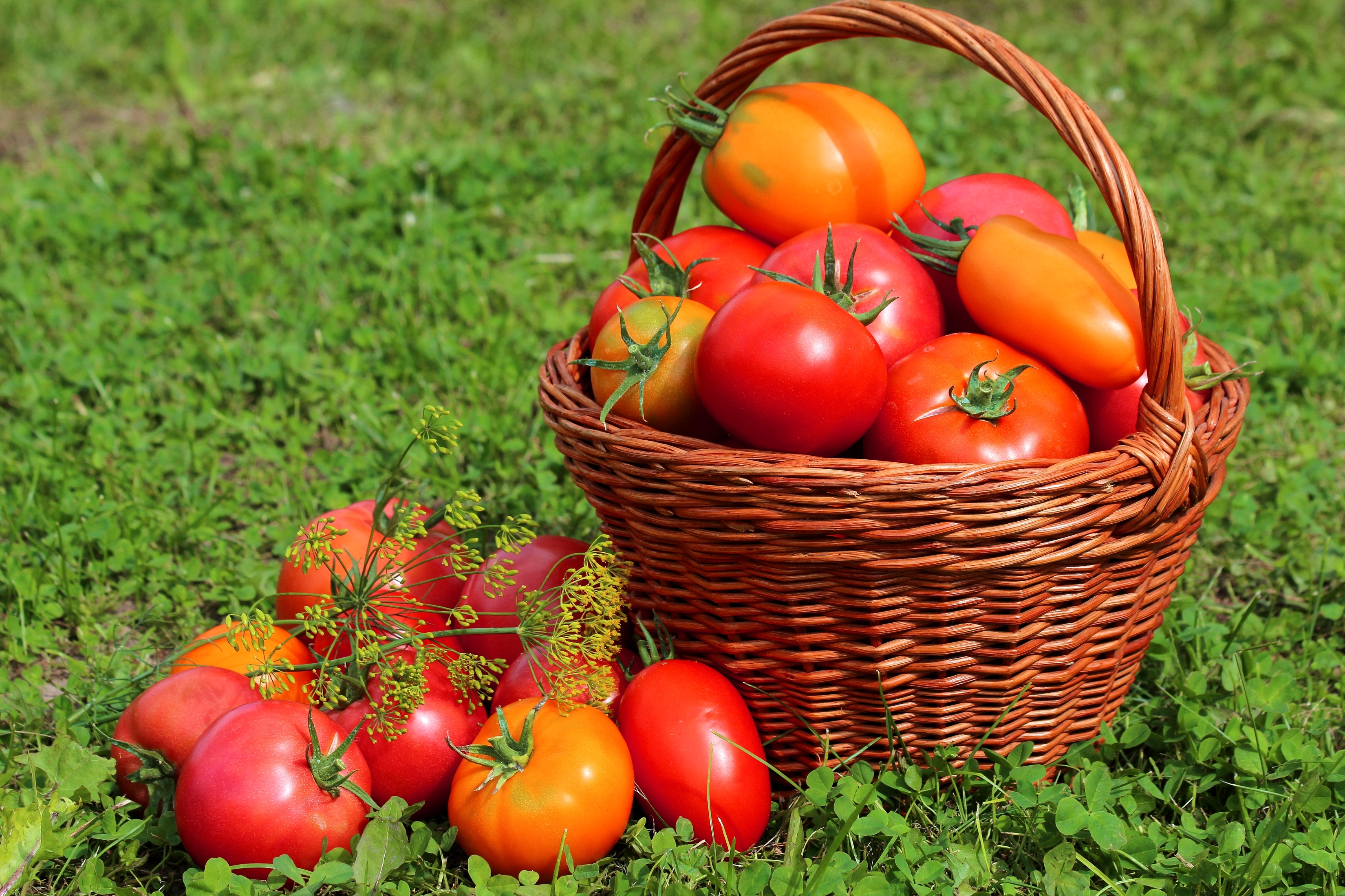 Basket Fruit Tomato 3300x2200