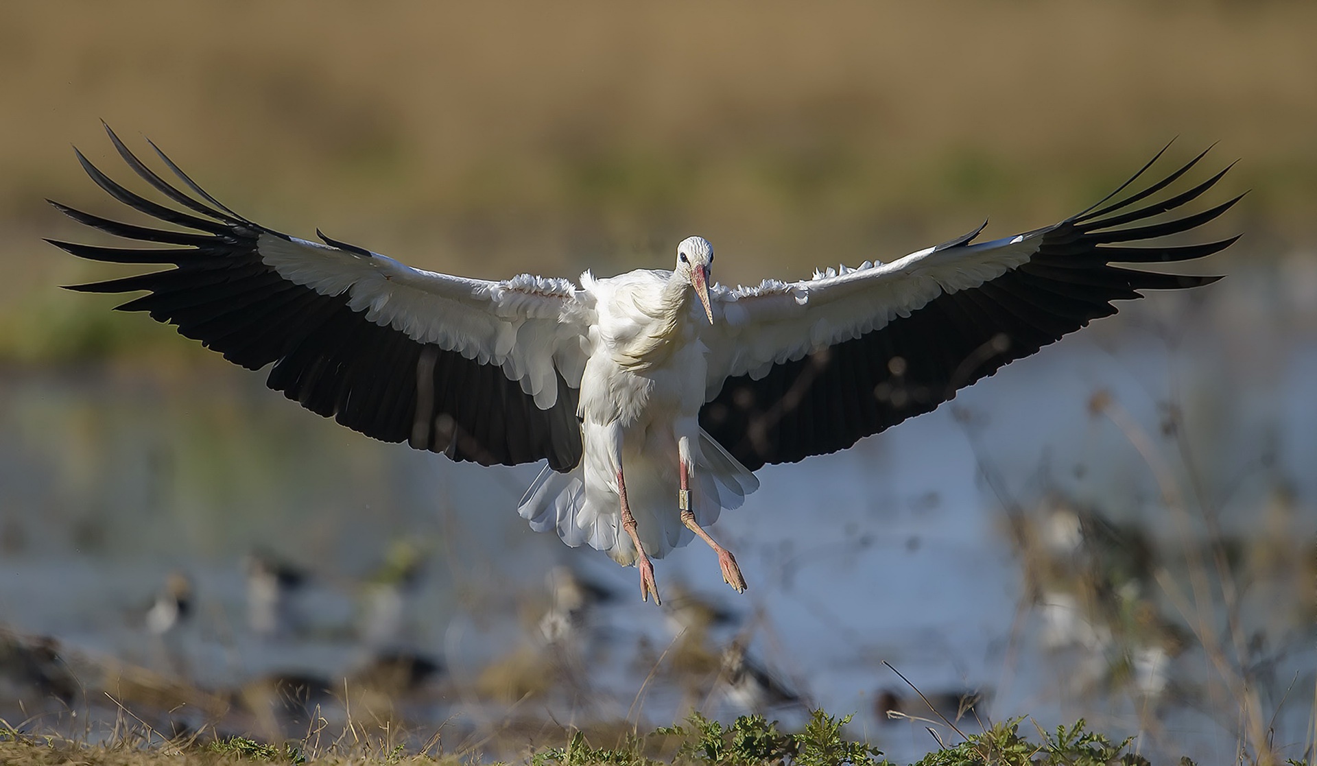 Bird Stork White Stork Wildlife 1920x1117