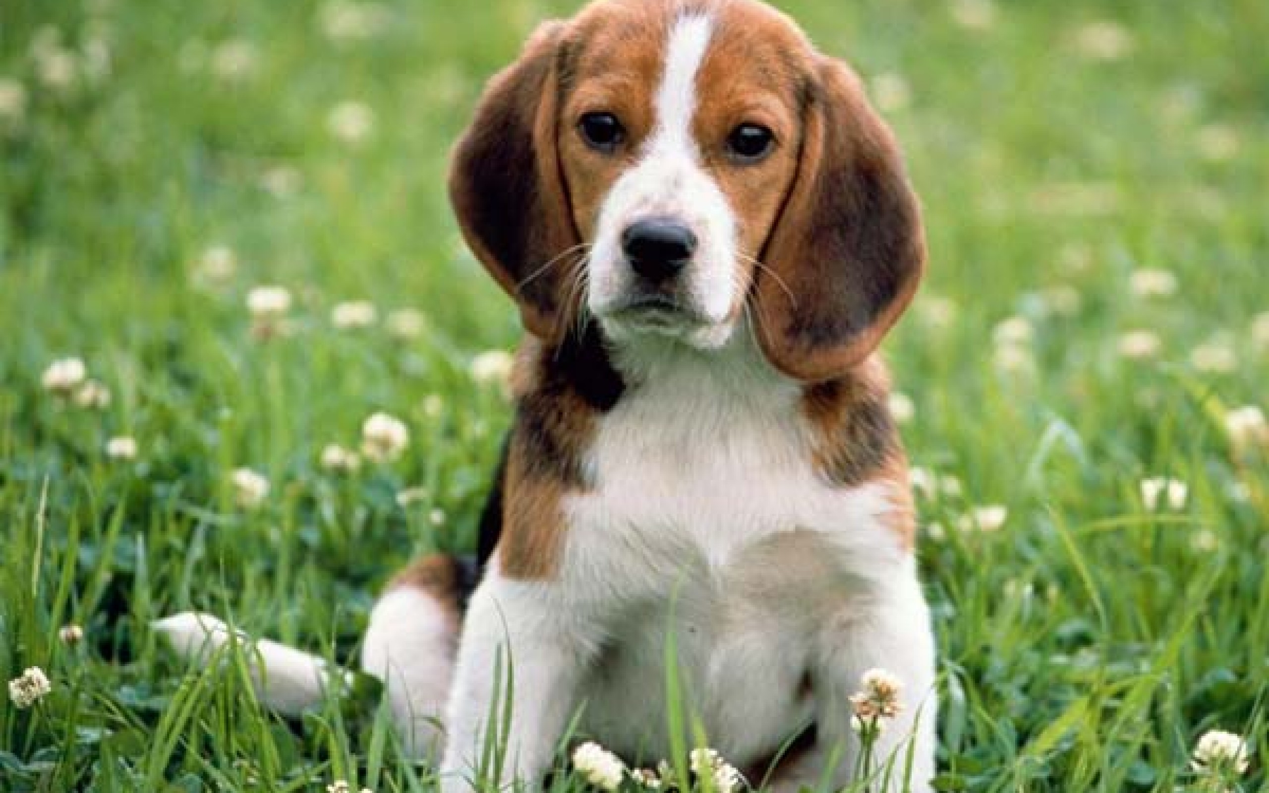 Beagle Cute 2560x1600
