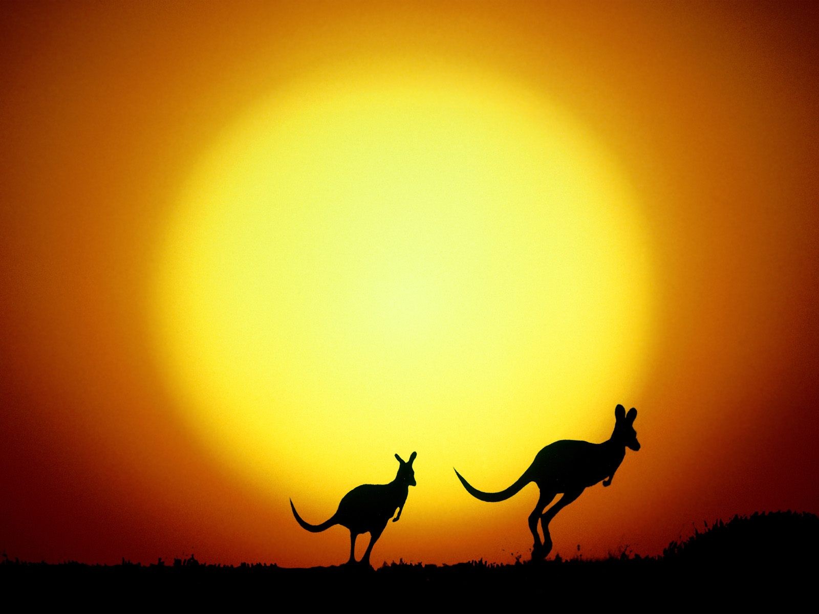 Kangaroo Silhouette 1600x1200