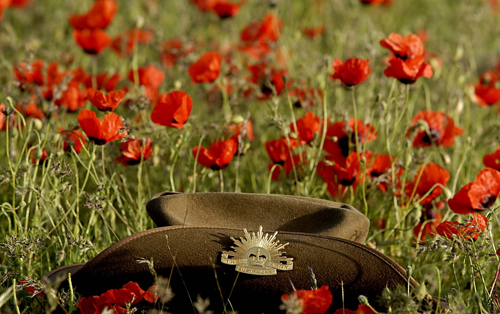 Anzac Day Army Flower Hat Holiday Poppy 1650x1037