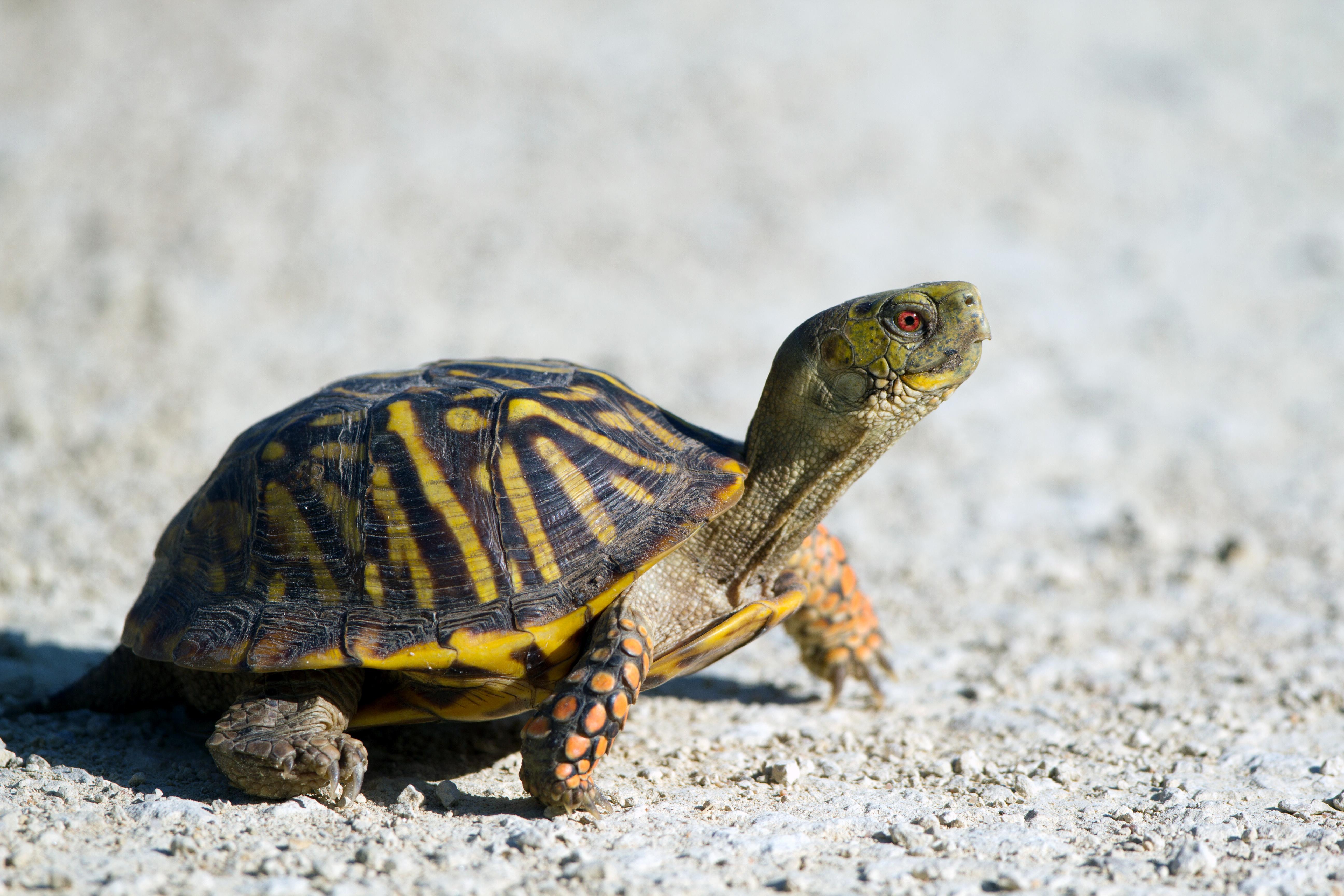 Reptile Tortoise Turtle Wildlife 5184x3456
