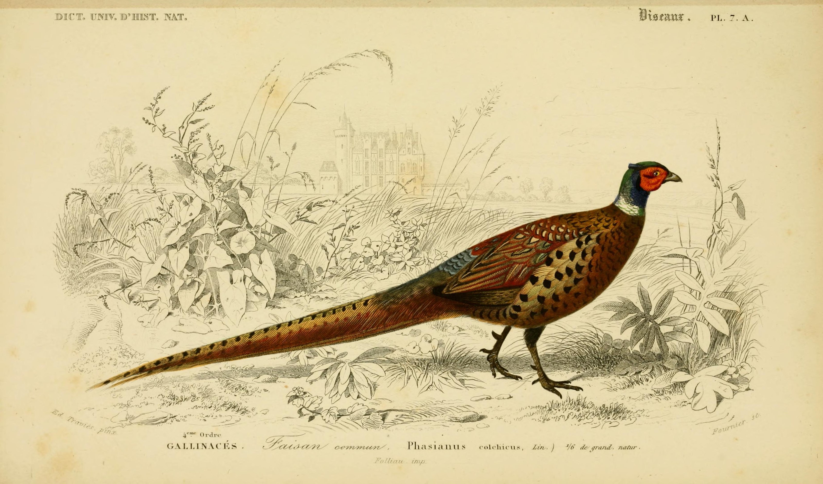 Animal Pheasant 3200x1884