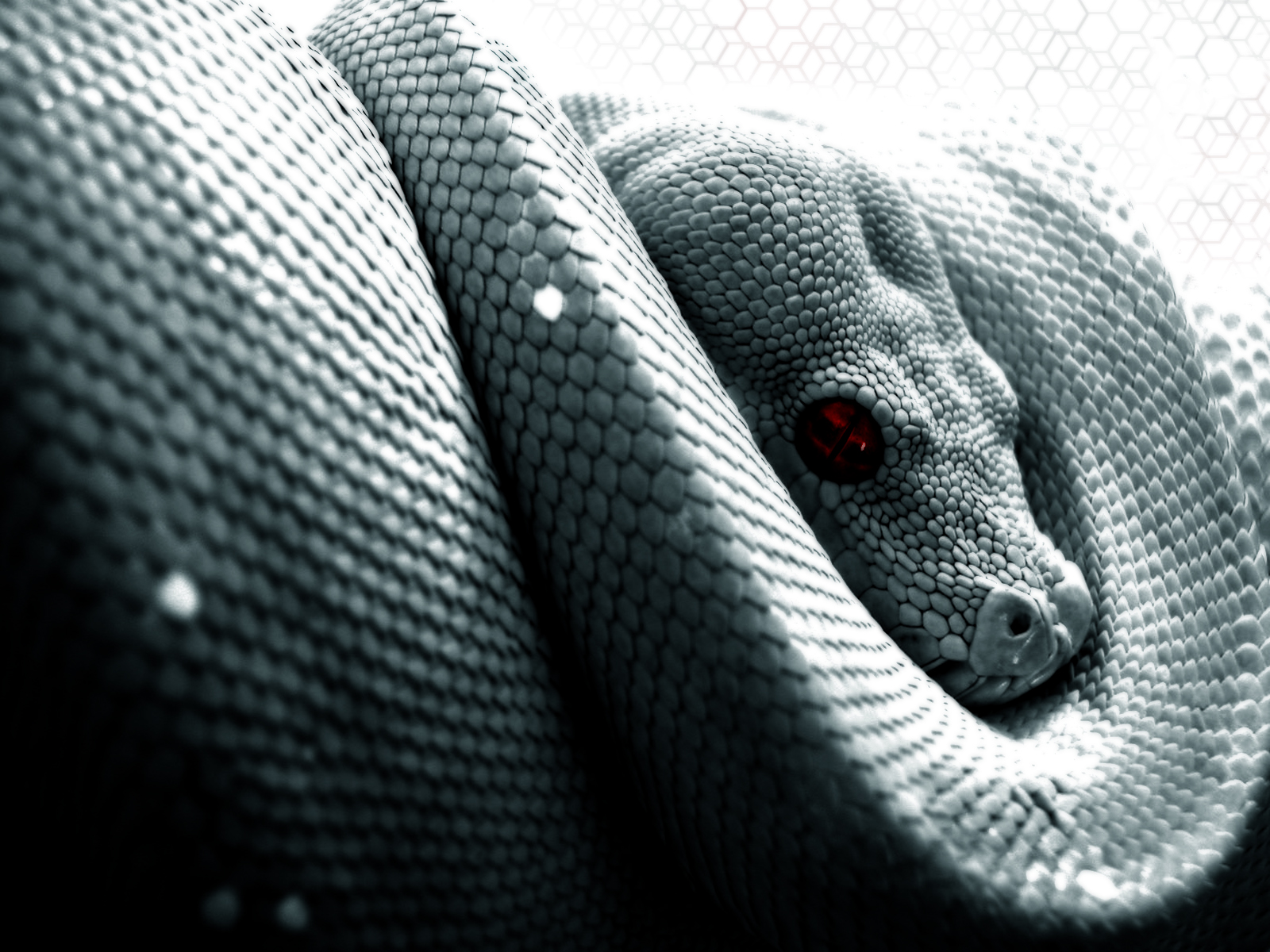 Reptile Snake 1600x1200