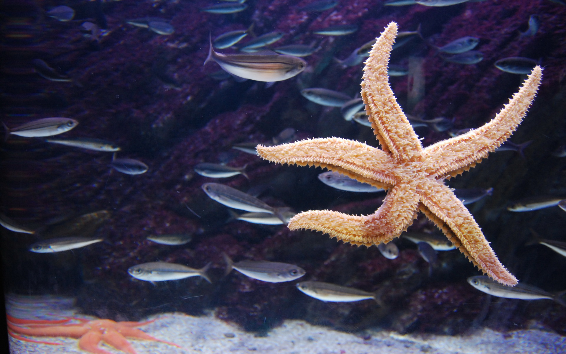 Animal Starfish 1920x1200