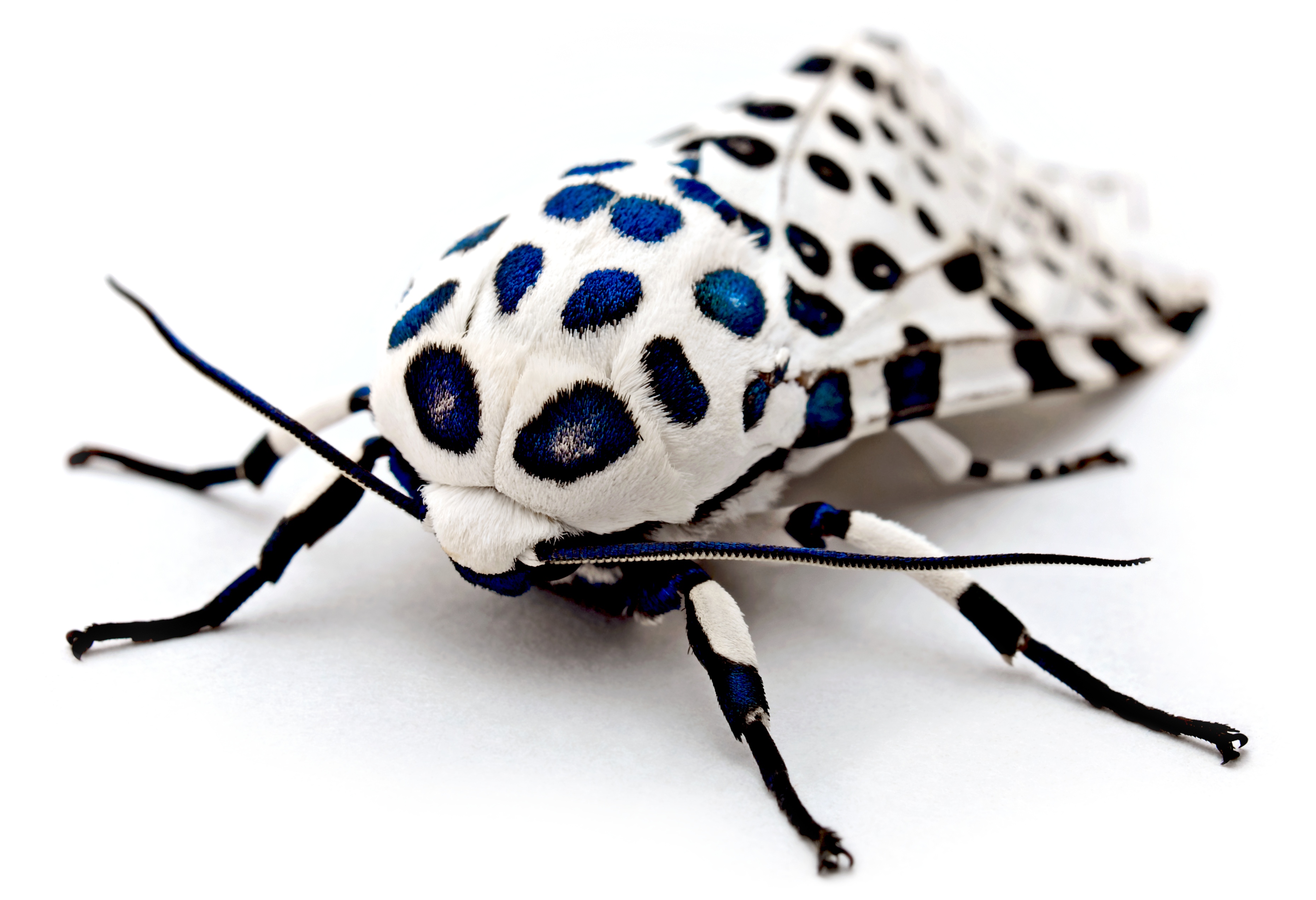 Animal Insect Leopard Moth Moth 3724x2548