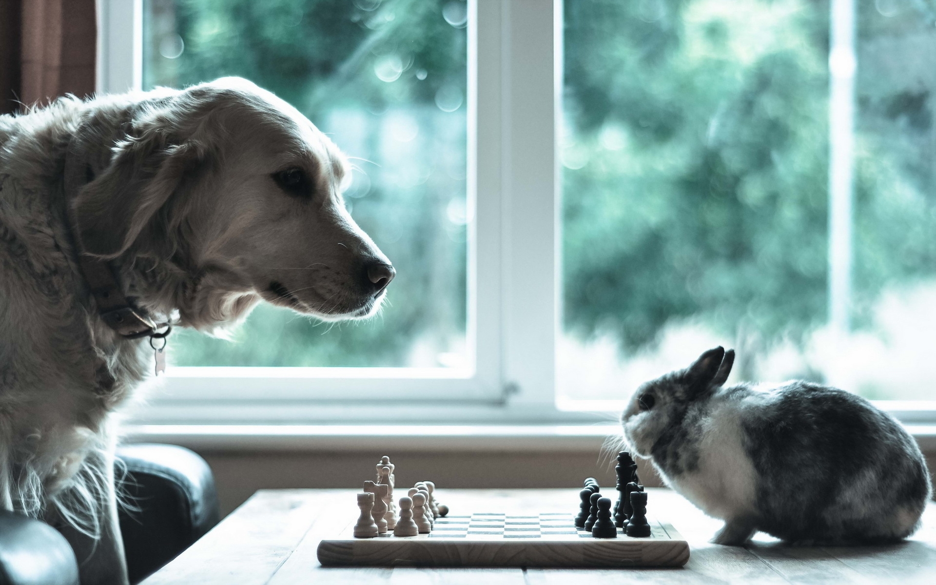 Animal Chess Cute Dog Rabbit 1920x1200