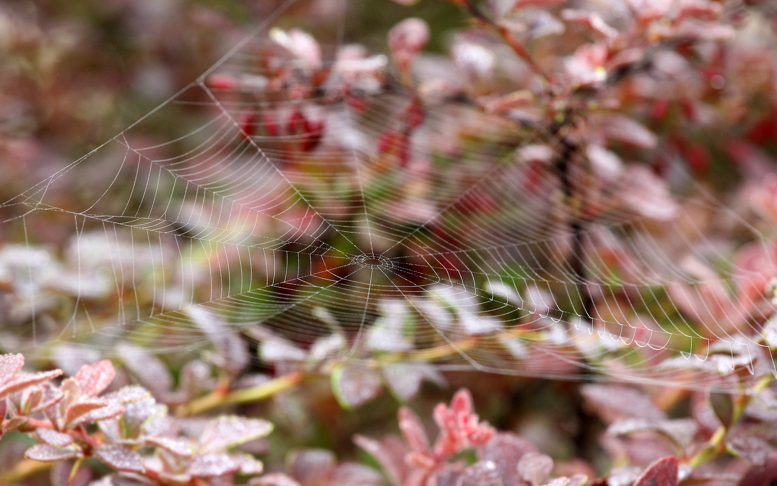 Photography Spider Web 2560x1600