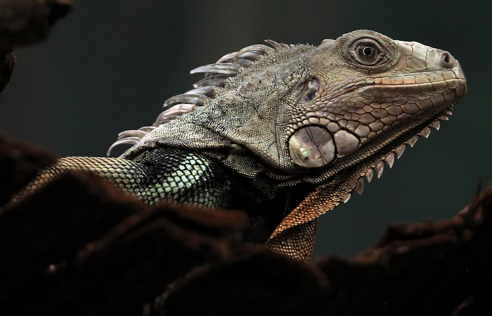Iguana Lizard Reptile Wildlife 1920x1233