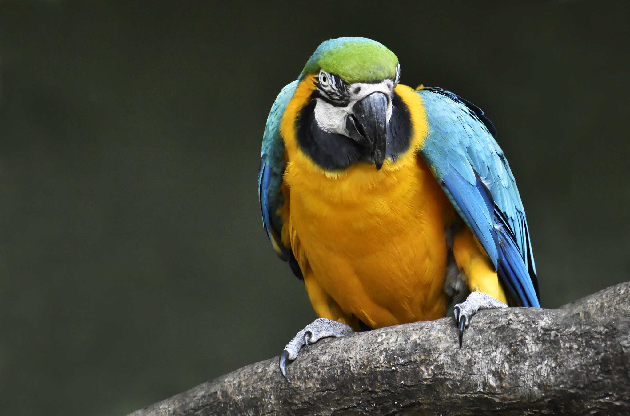 Bird Blue And Yellow Macaw Macaw Wildlife 2048x1355