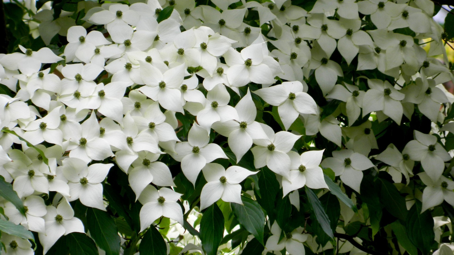 Earth Flower Phlox White Flower 1920x1080