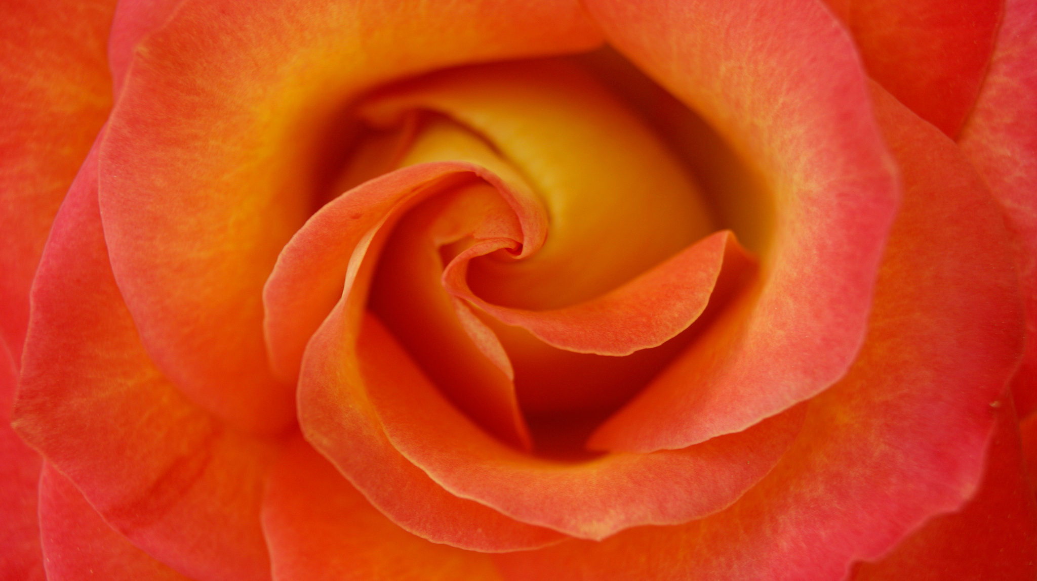 Bud Close Up Flower Orange Flower Rose 2048x1149