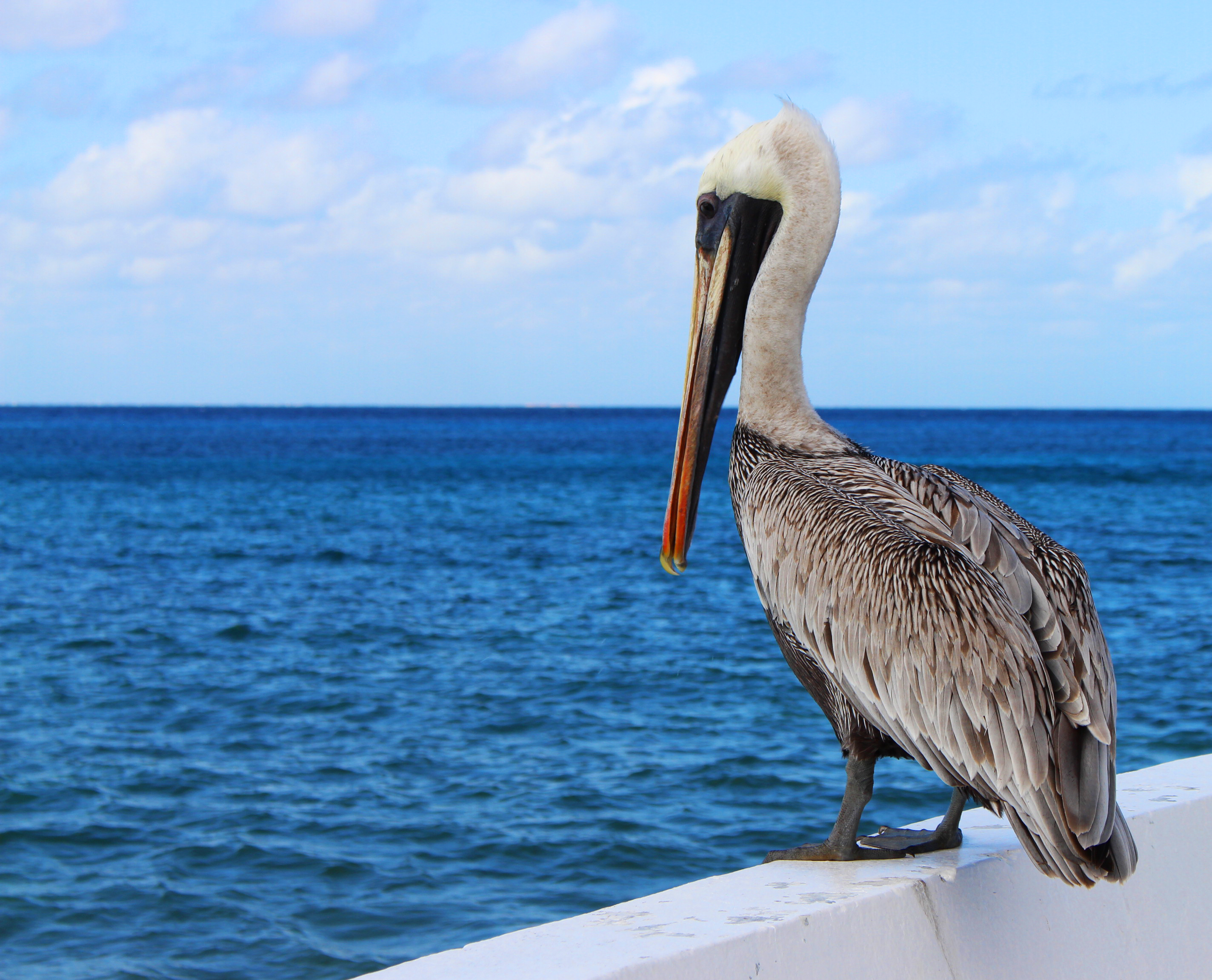 Bird Horizon Ocean Pelican Wildlife 2848x2304
