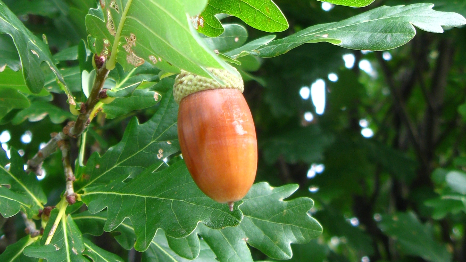 Acorn Branch Leaf Oak 1920x1080