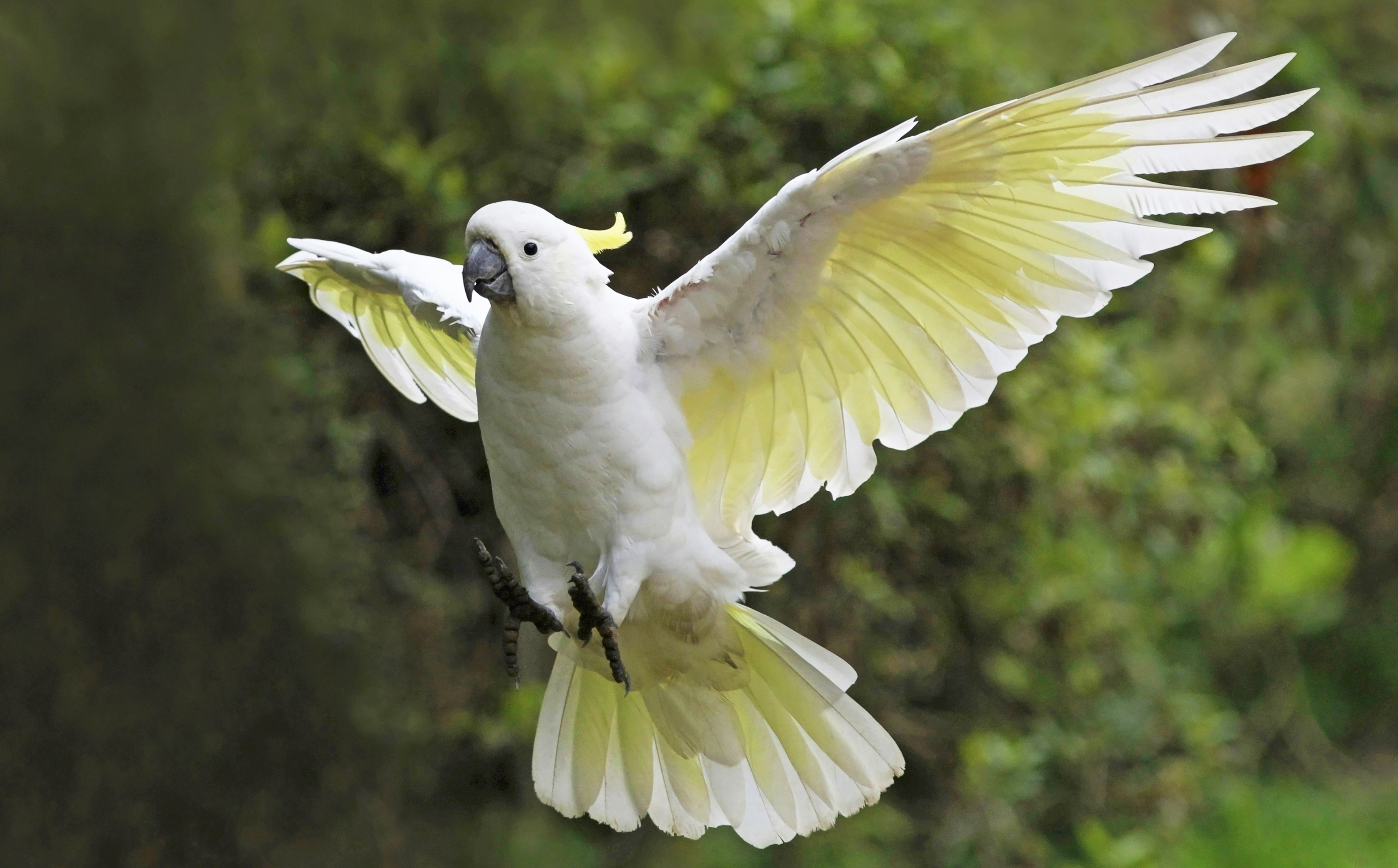 Bird Bokeh Cockatoo Flight Parrot Sulphur Crested Cockatoo Wings 3638x2260