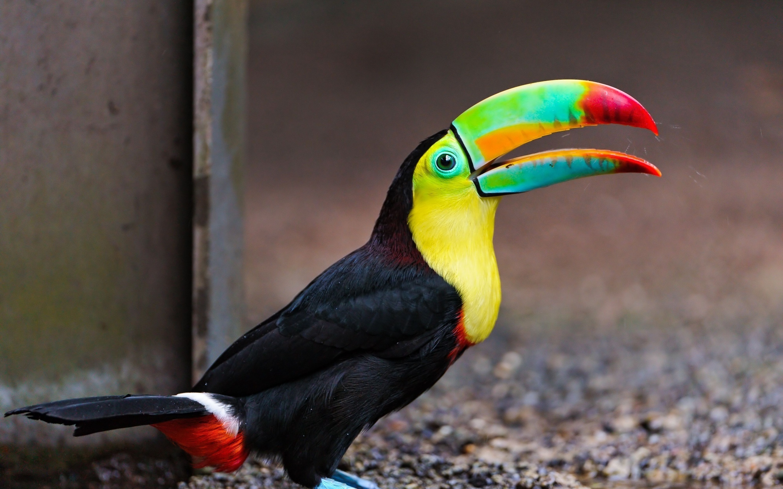 Animal Toucan 2560x1600