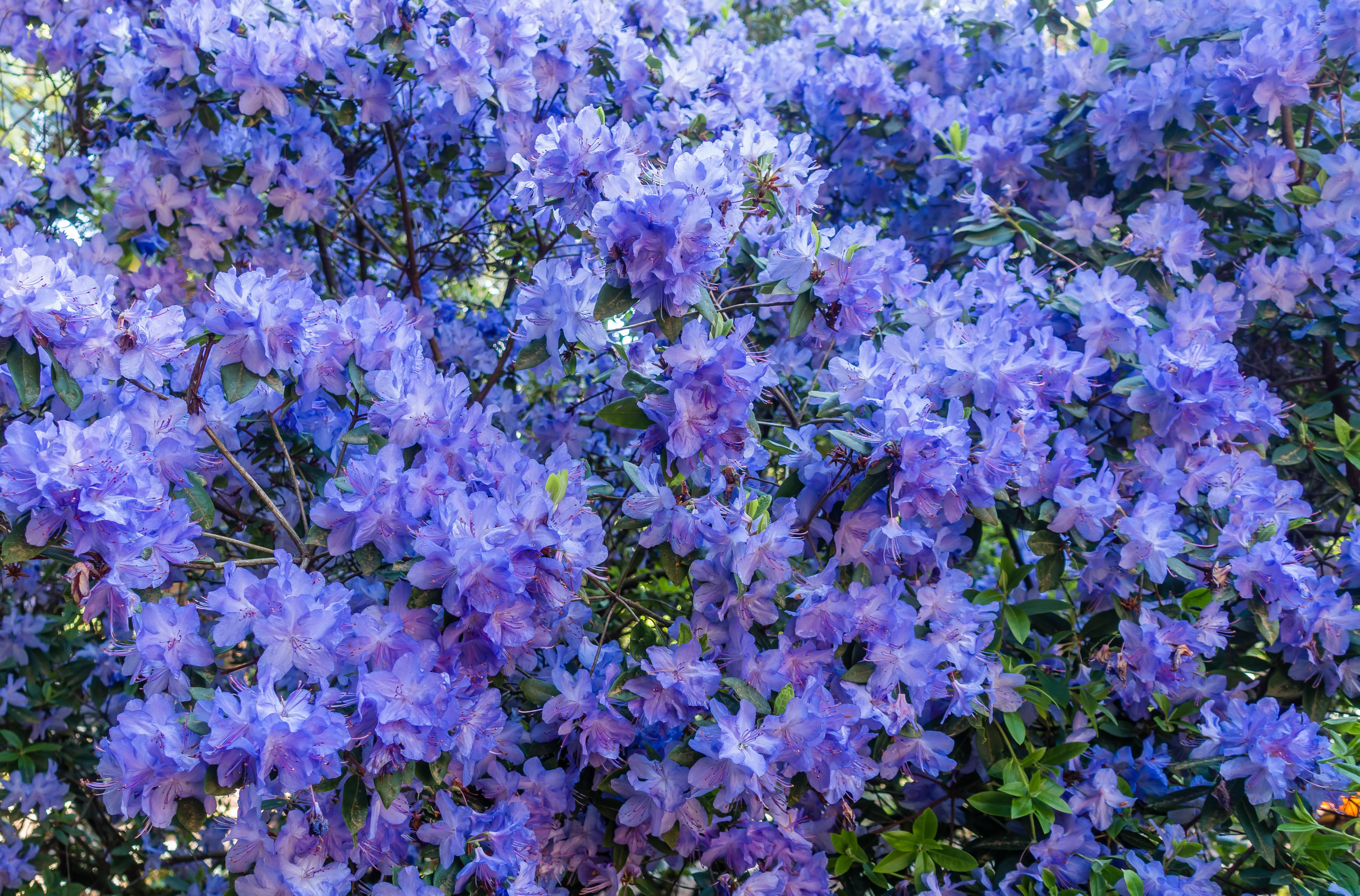Azalea Blossom Bush Earth Flower Purple 4804x3166