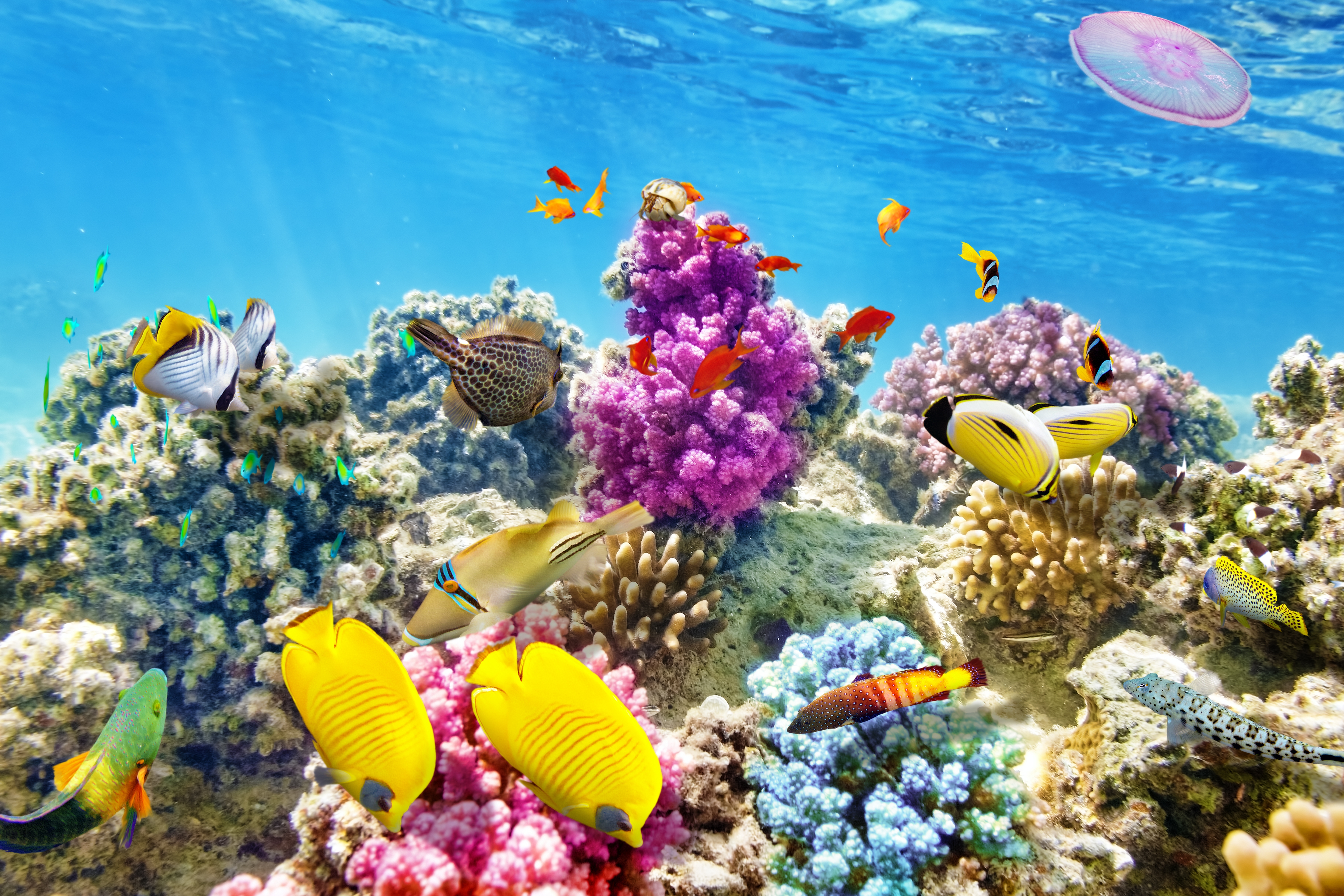 Coral Reef Fish Ocean Underwater 7200x4800
