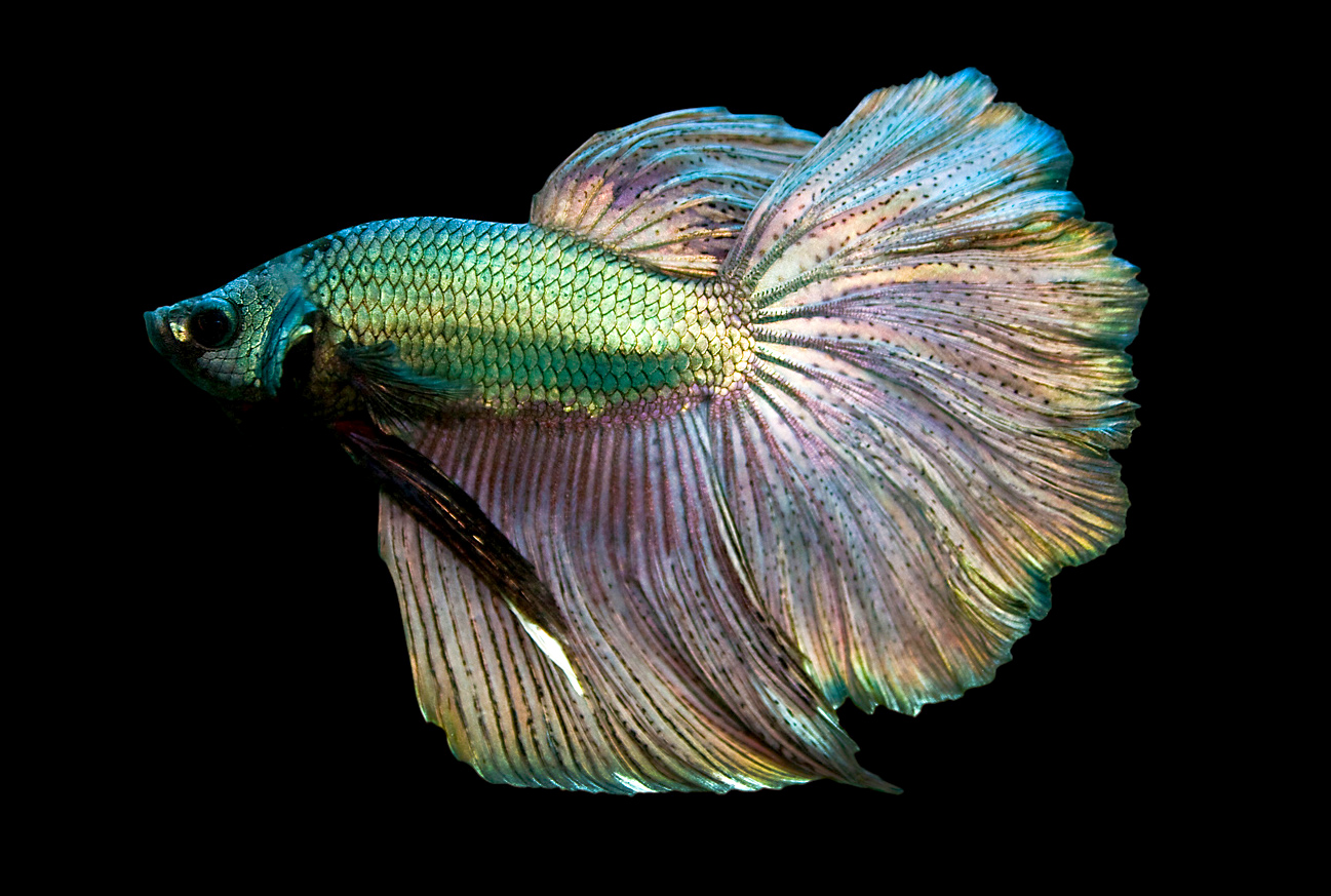 Siamese Fighting Fish 1297x873