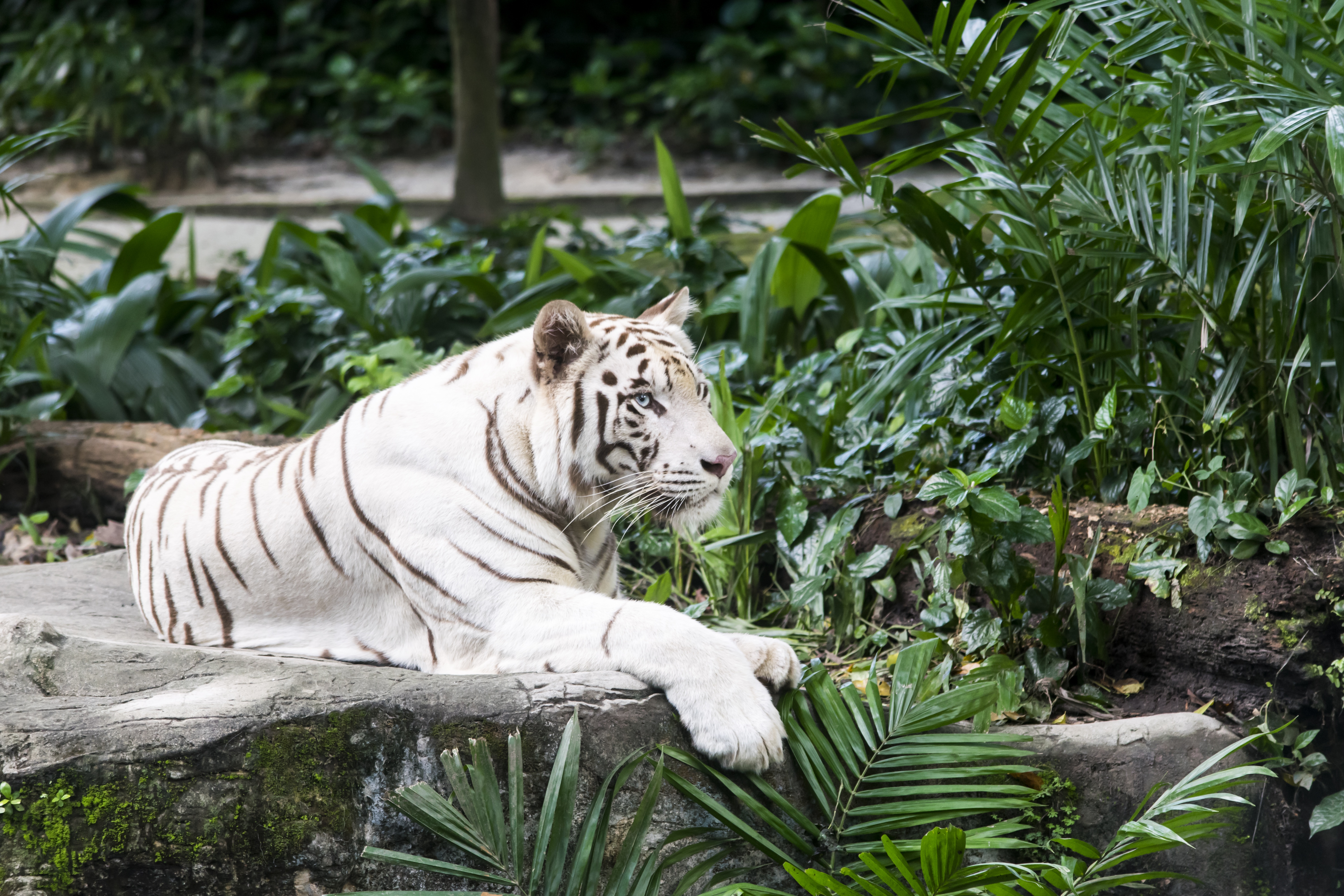 Big Cat Lying Down Tiger Zoo Predator Animal 6000x4000