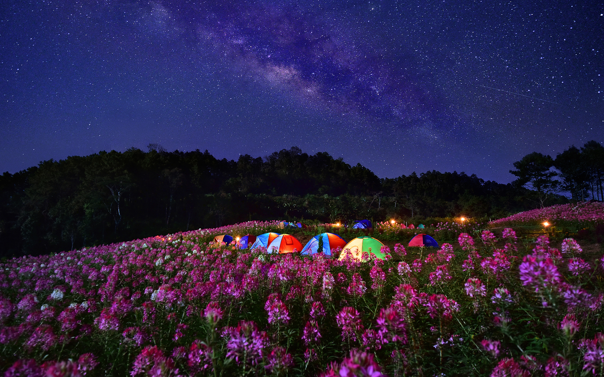 Camping Flower Milky Way Night Sky Starry Sky Stars Tent 1920x1200