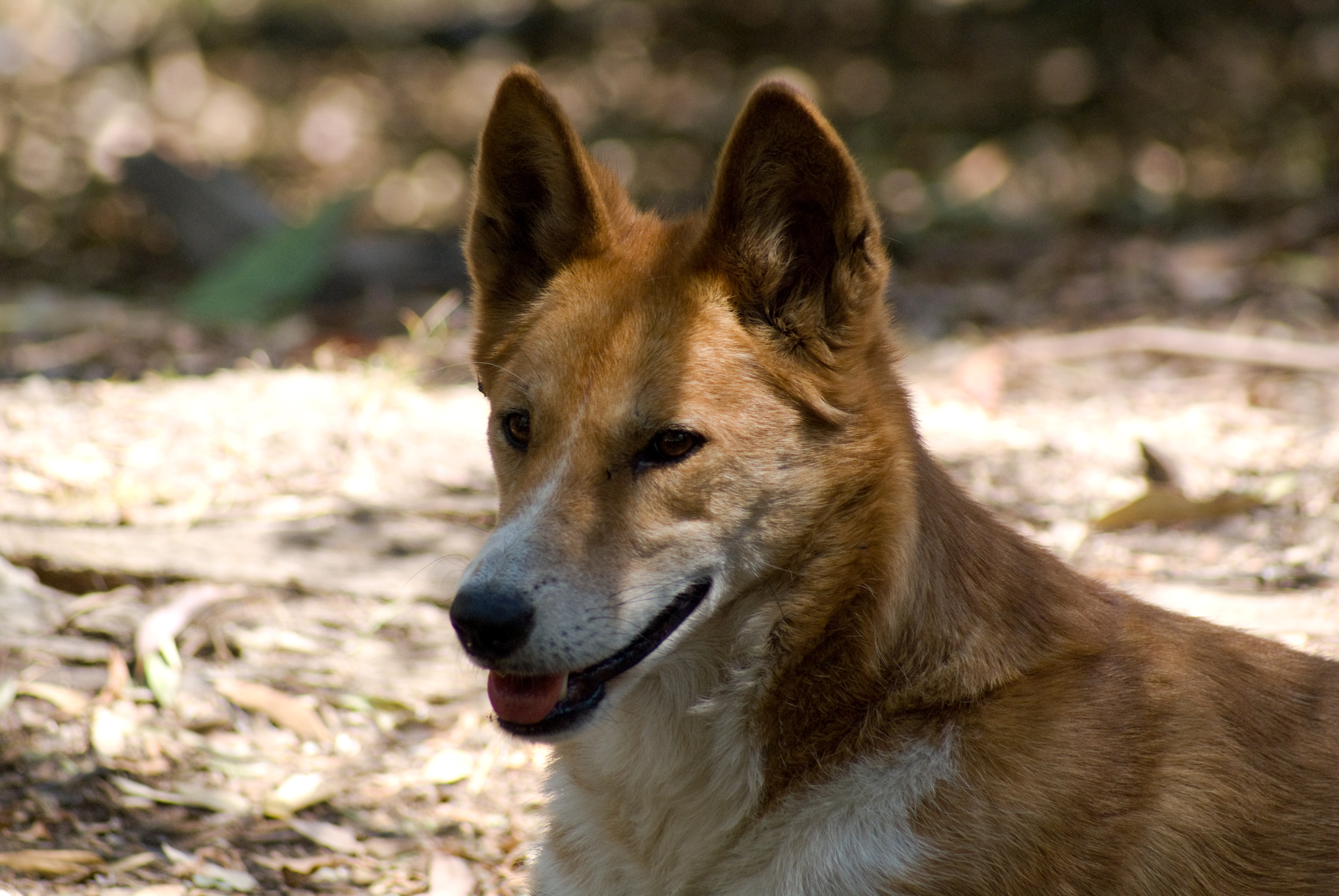 Dingo Muzzle Wild Dog 3872x2592