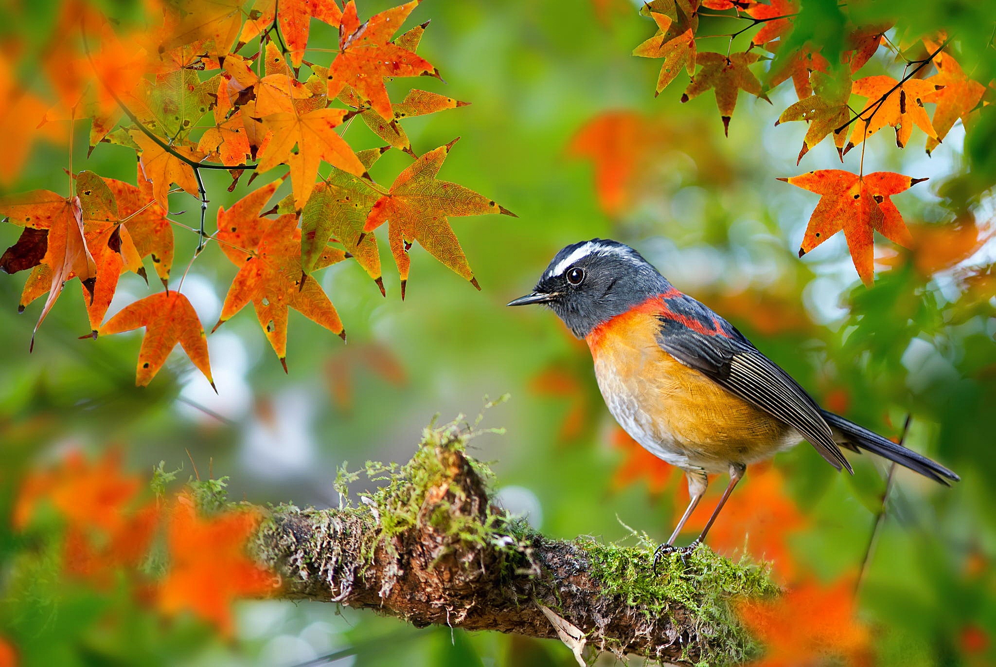 Bird Blur Branch Fall Leaf Robin 2048x1371