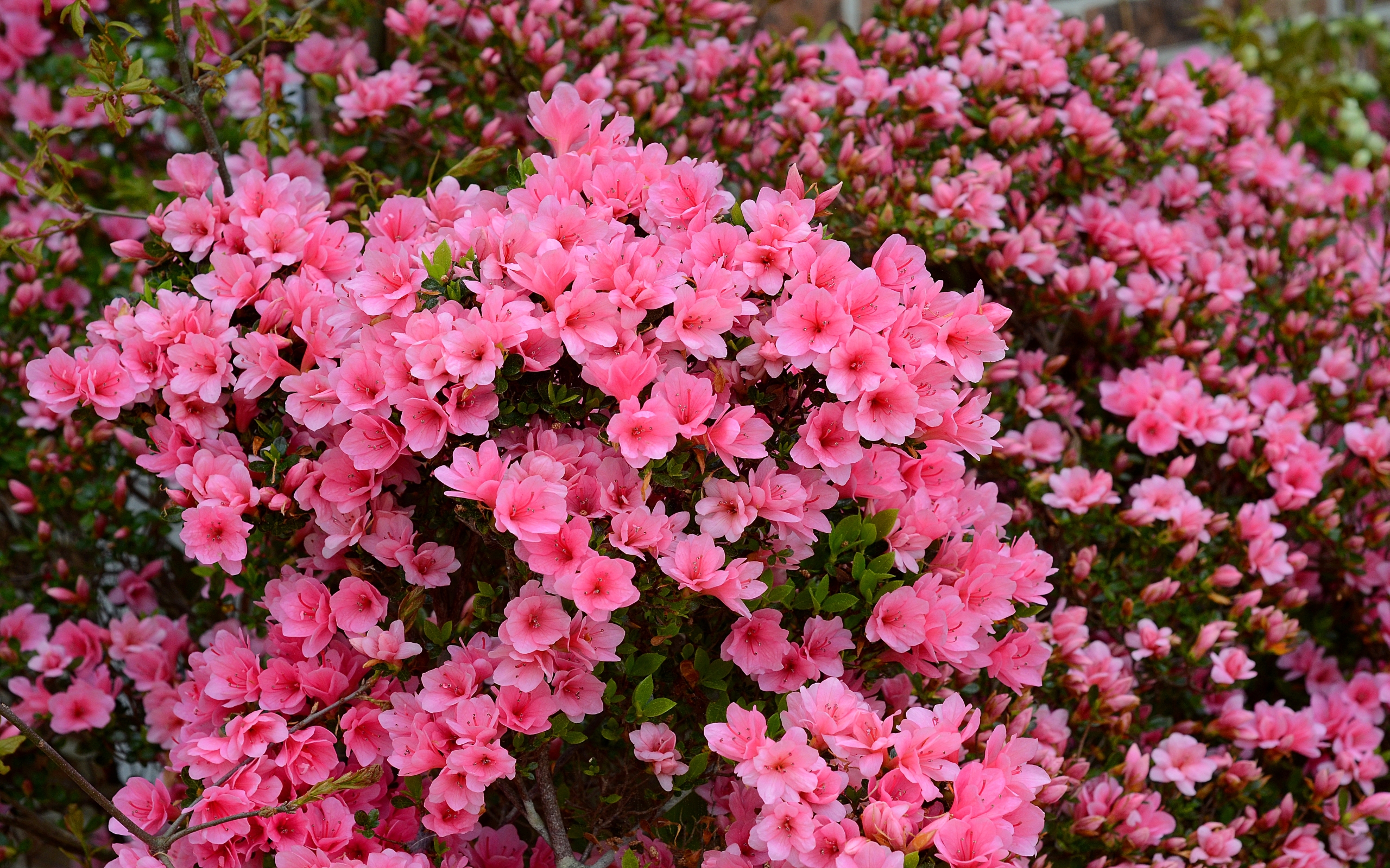 Azalea Flower 2560x1600