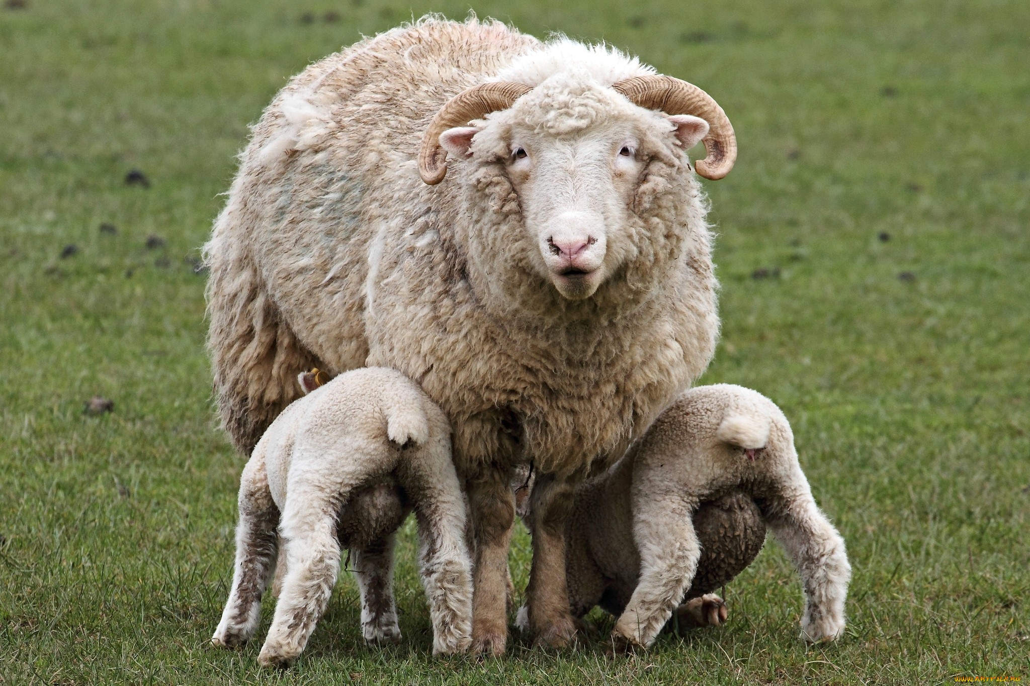 Animal Sheep 2048x1365