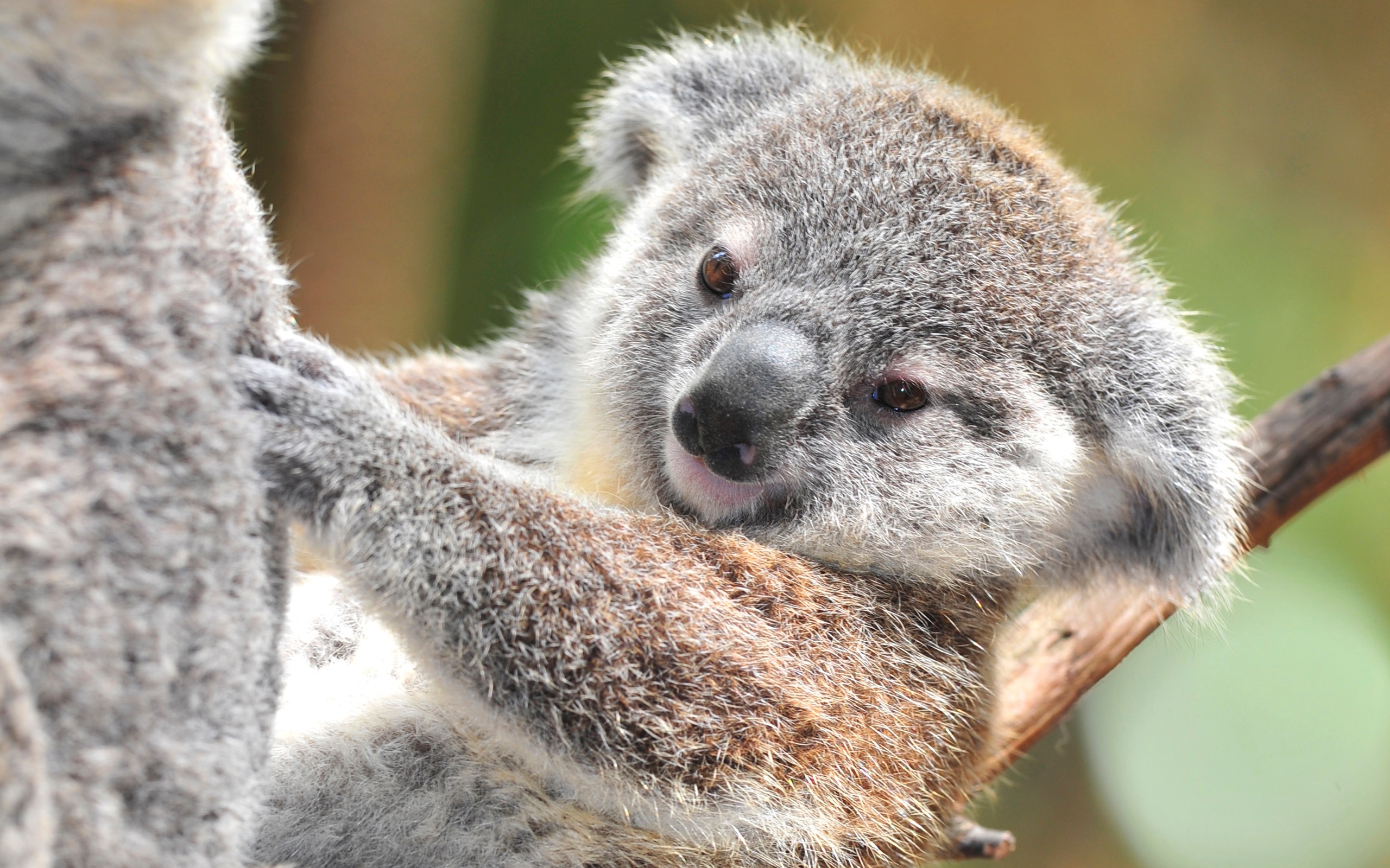 Animal Koala 2560x1600