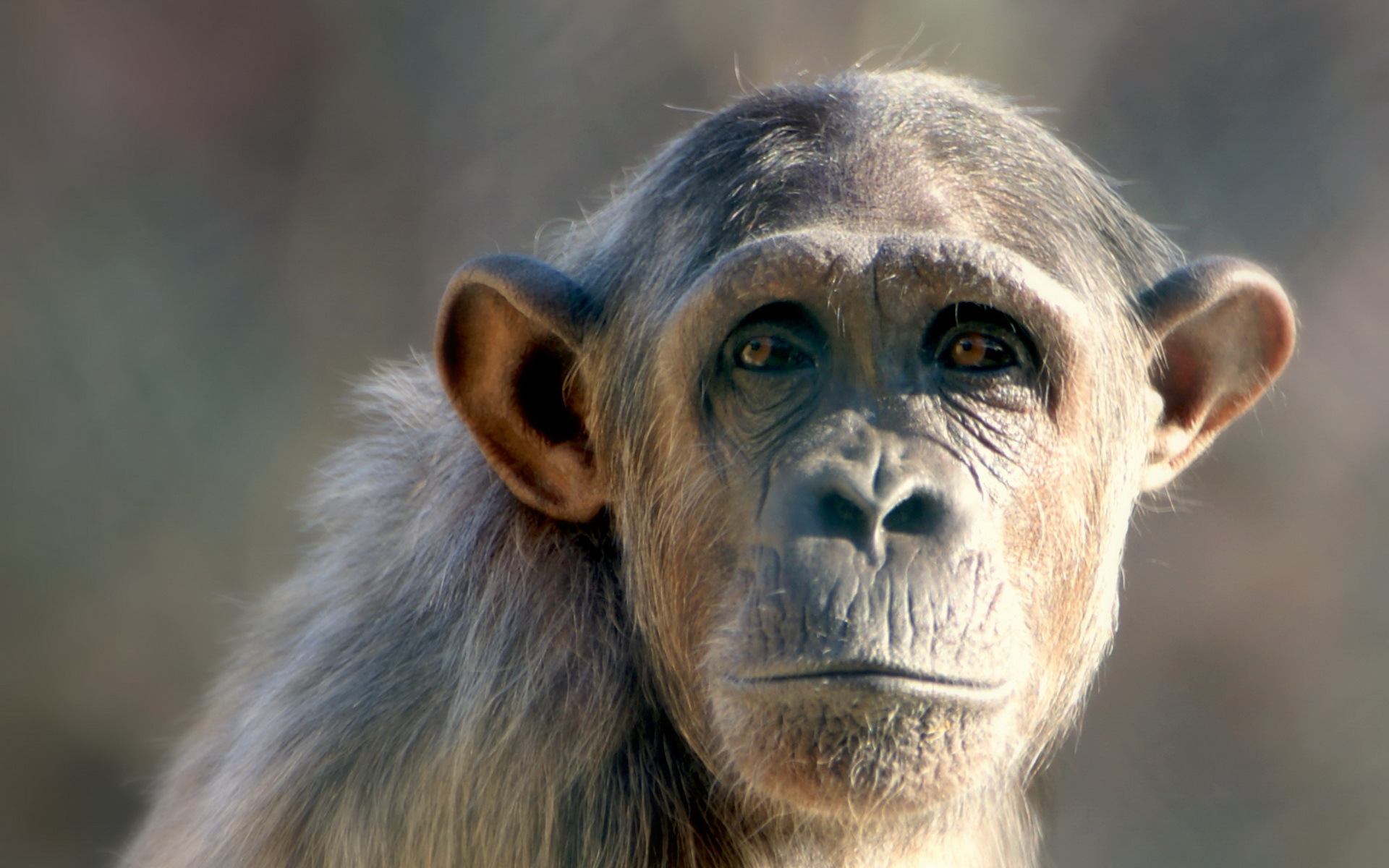 Chimpanzee Monkey 1920x1200