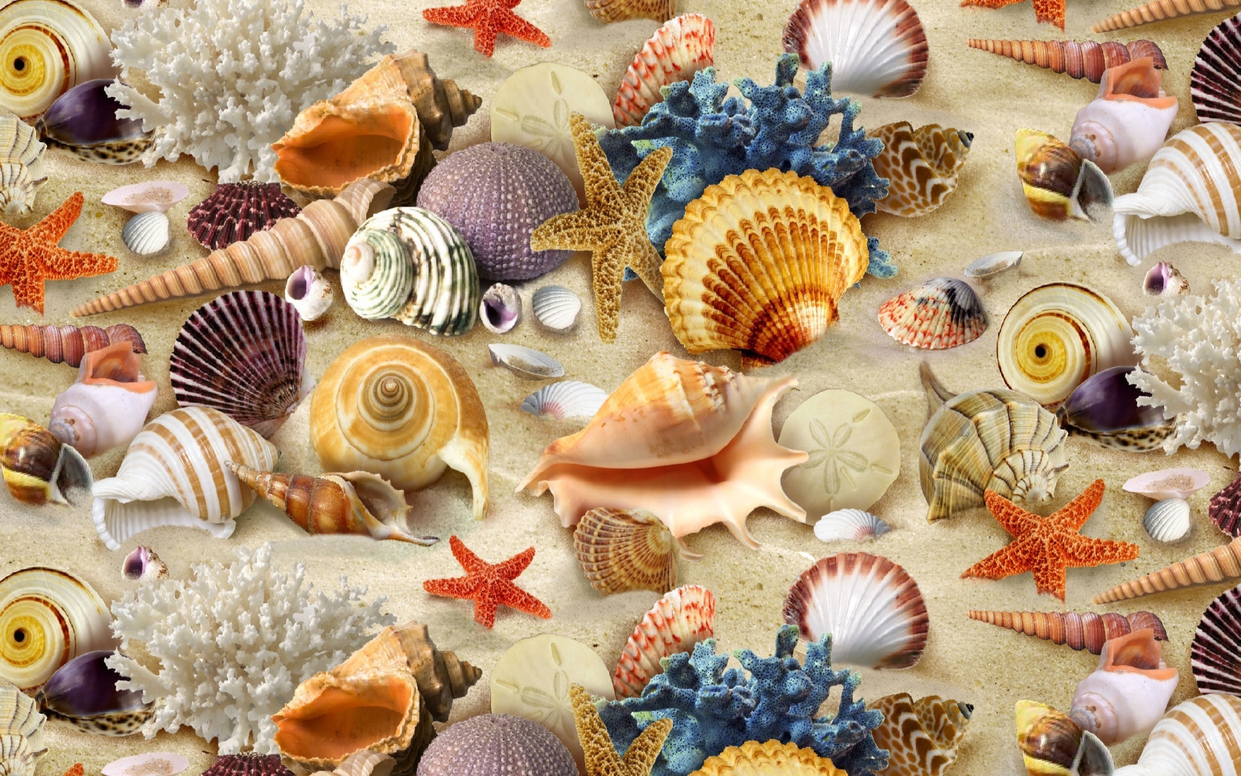 Artistic Colorful Colors Conch Coral Earth Sand Scallop Shell Starfish 2560x1600