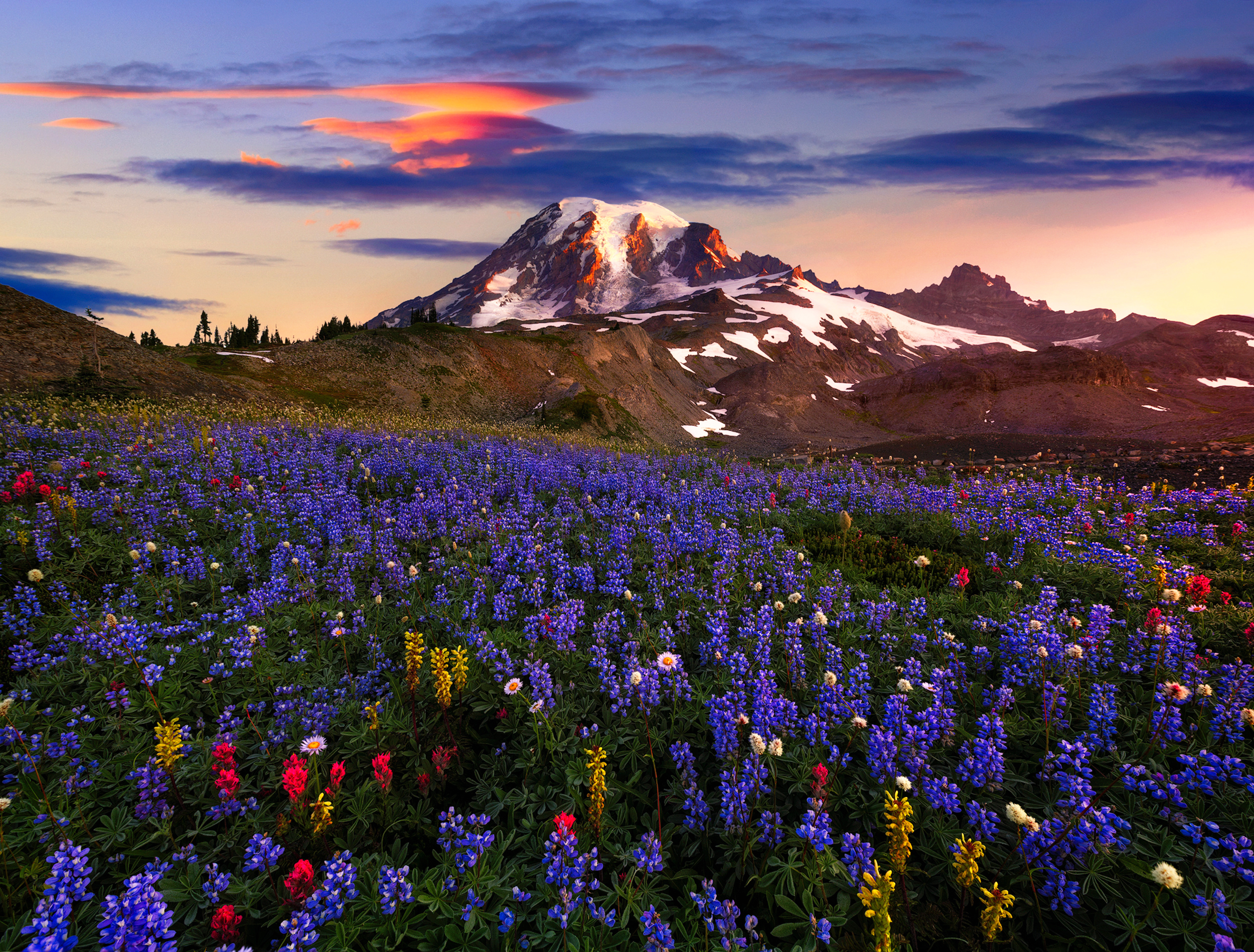 Meadow Mountain Nature Purple Flower Wildflower 2500x1898