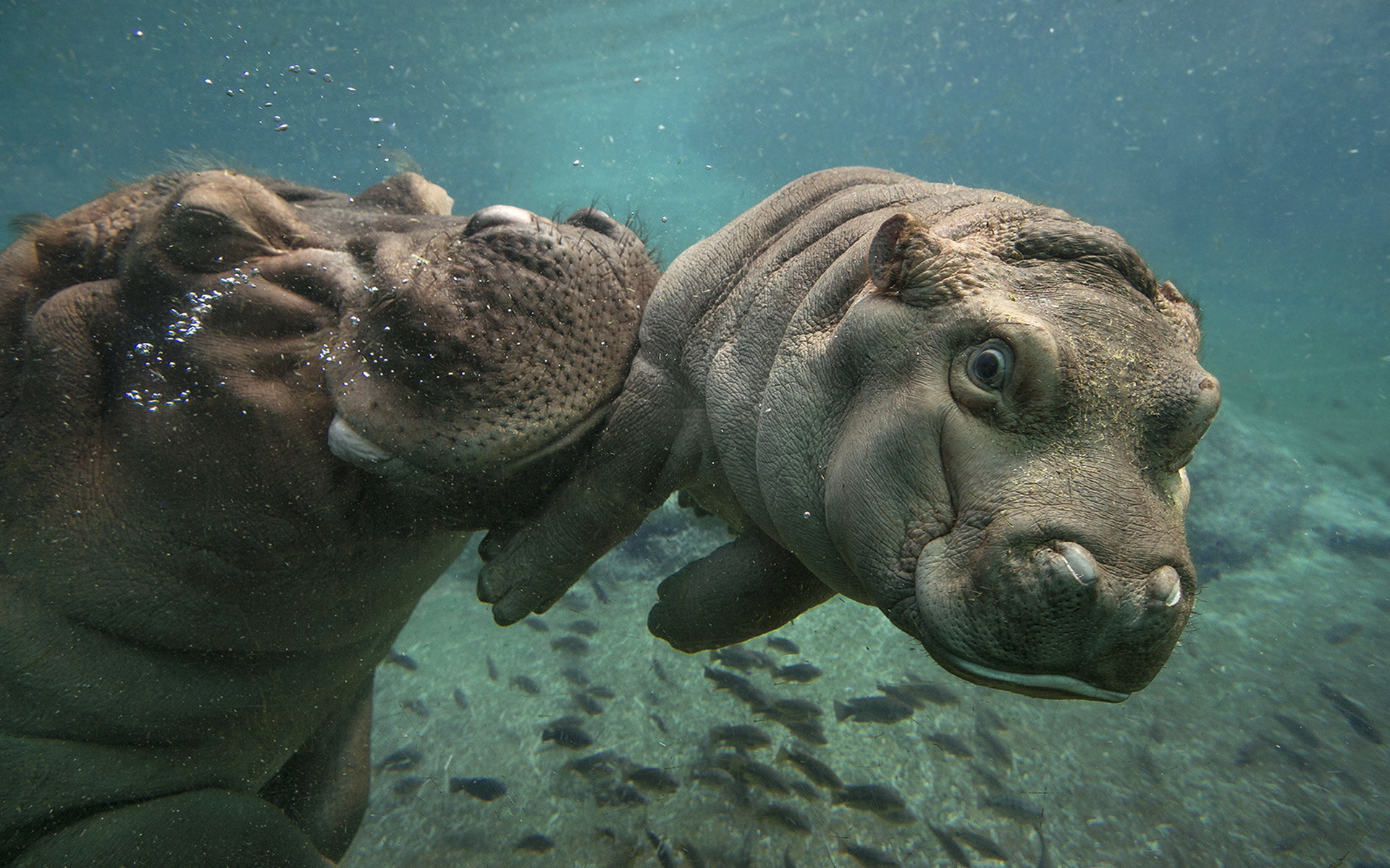 Baby Animal Hippo Underwater Wildlife 1920x1200