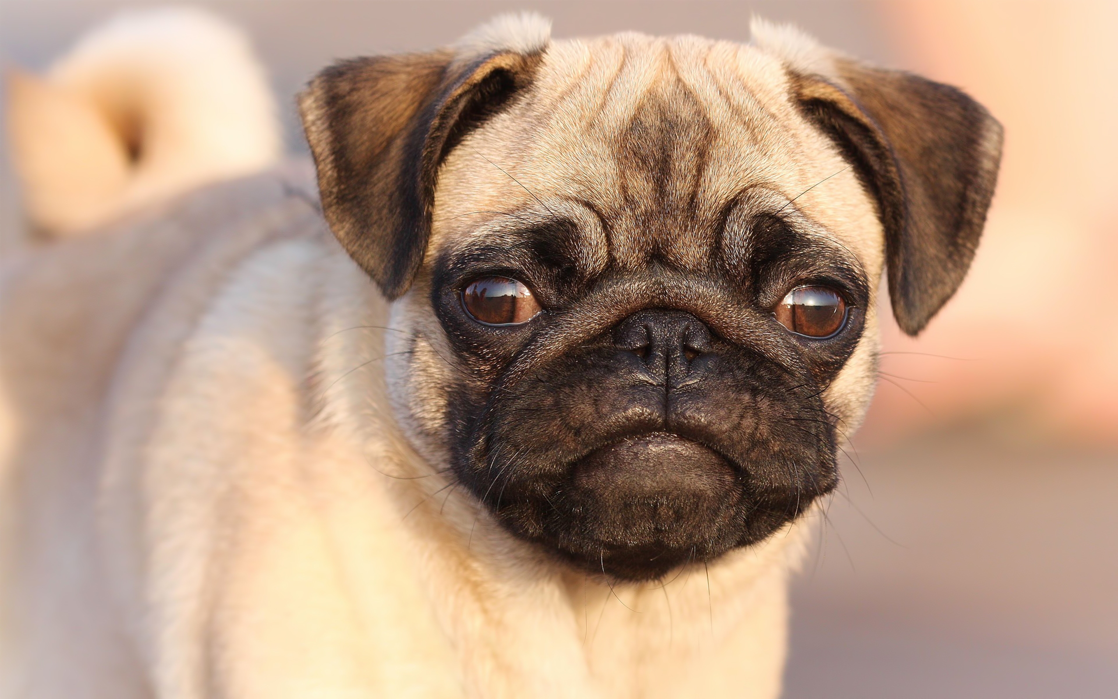 Animal Pug 3840x2400