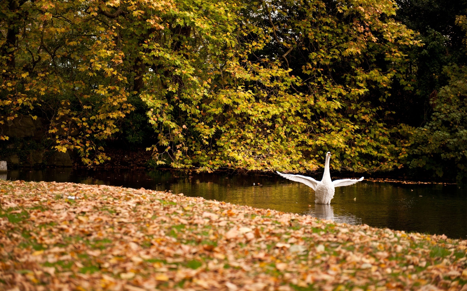 Fall Leaf Nature Season Swan 1920x1200