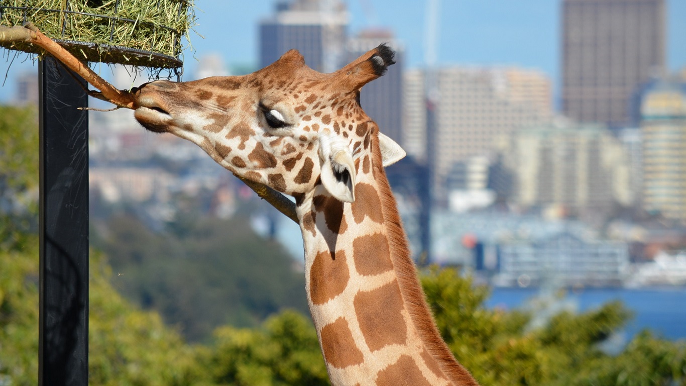 Australia Close Up Depth Of Field Giraffe Zoo 1366x768