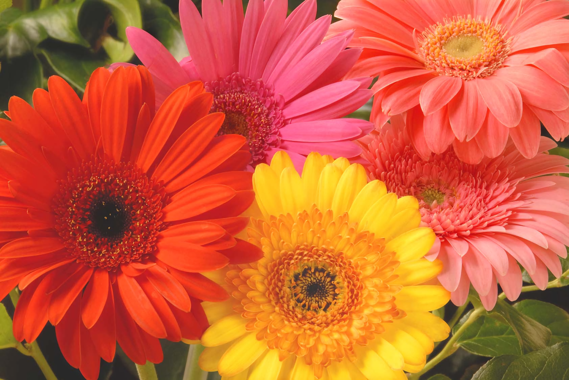 Colorful Earth Flower Gerbera Orange Flower Pink Flower Yellow Flower 1920x1285