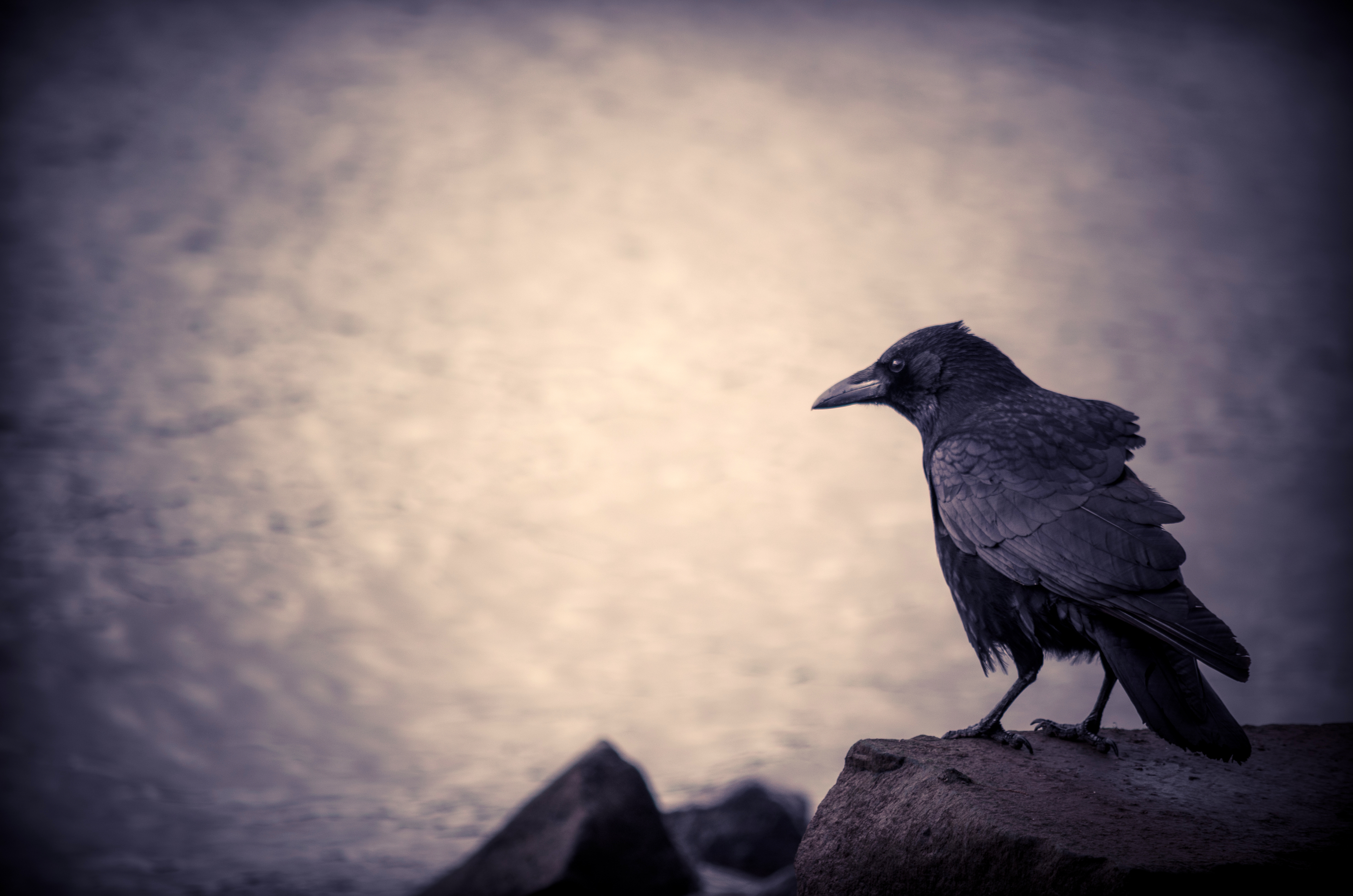 Bird Crow 4928x3264