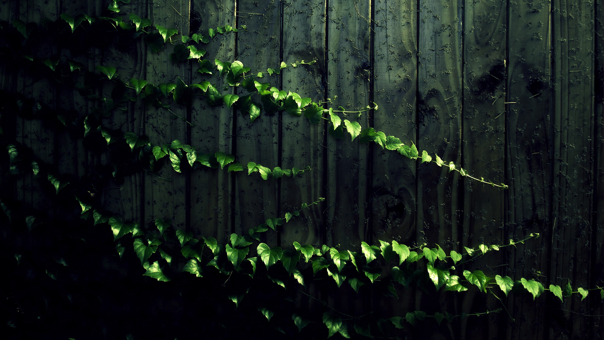 Fence Leaf Vine 2560x1440