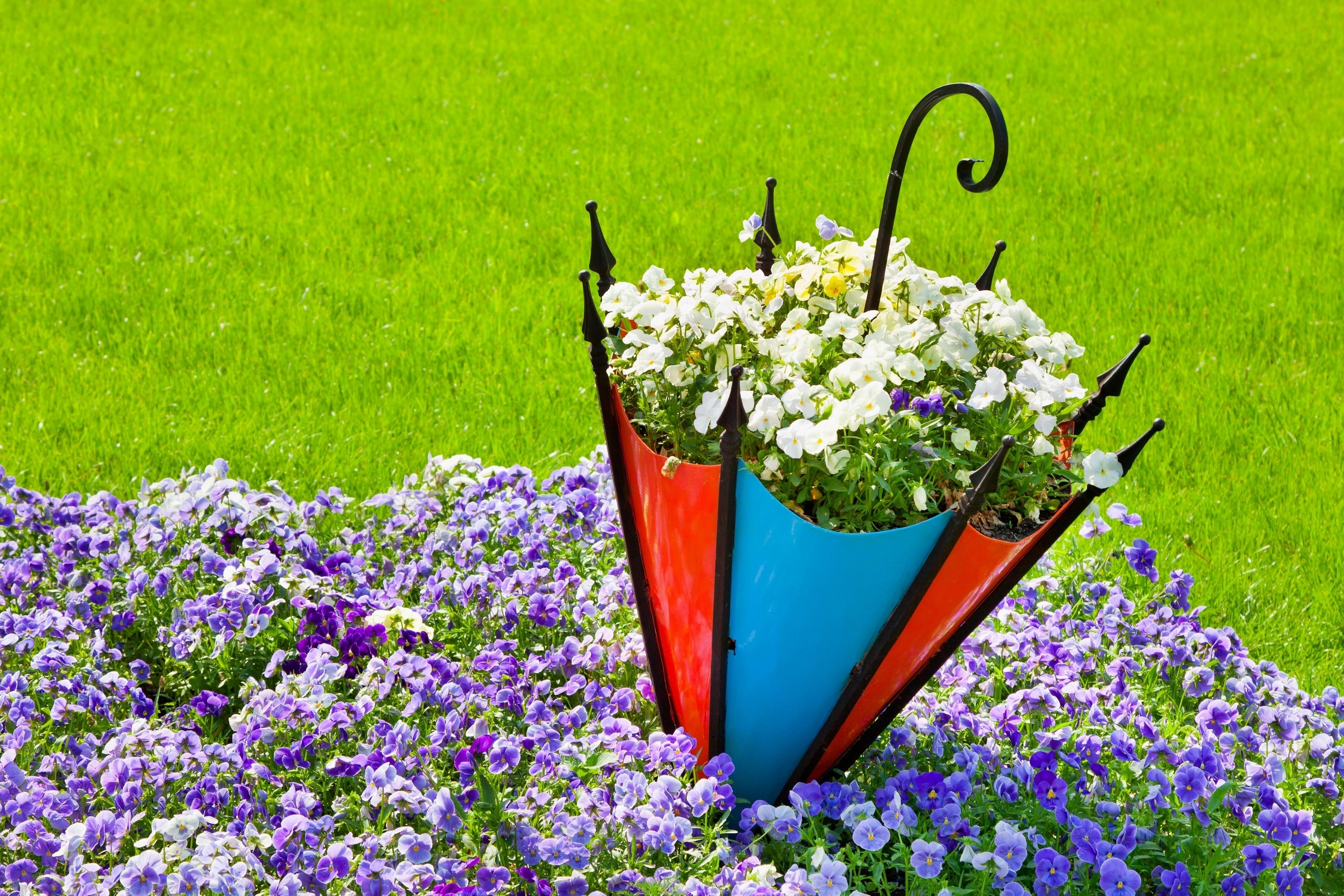 Flower Pansy Purple Umbrella 2560x1707