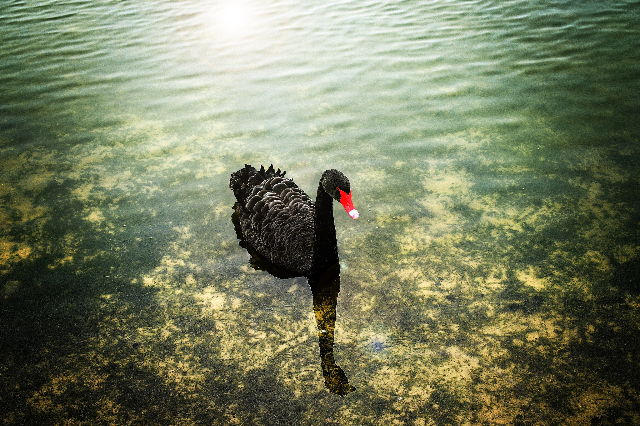 Animal Black Swan 2048x1363
