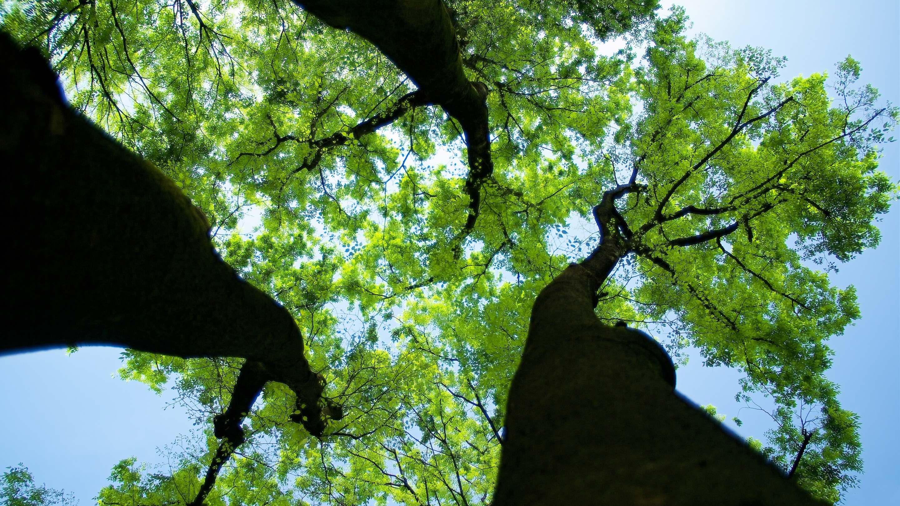Canopy Earth Green Tree 2880x1620