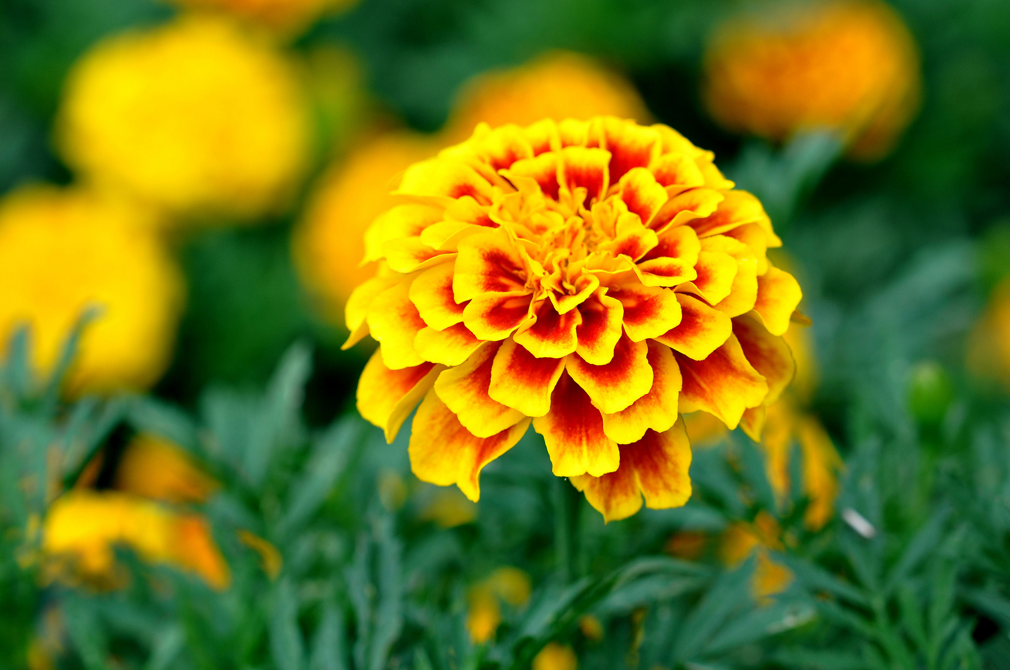 Earth Flower Marigold Yellow Flower 2048x1360
