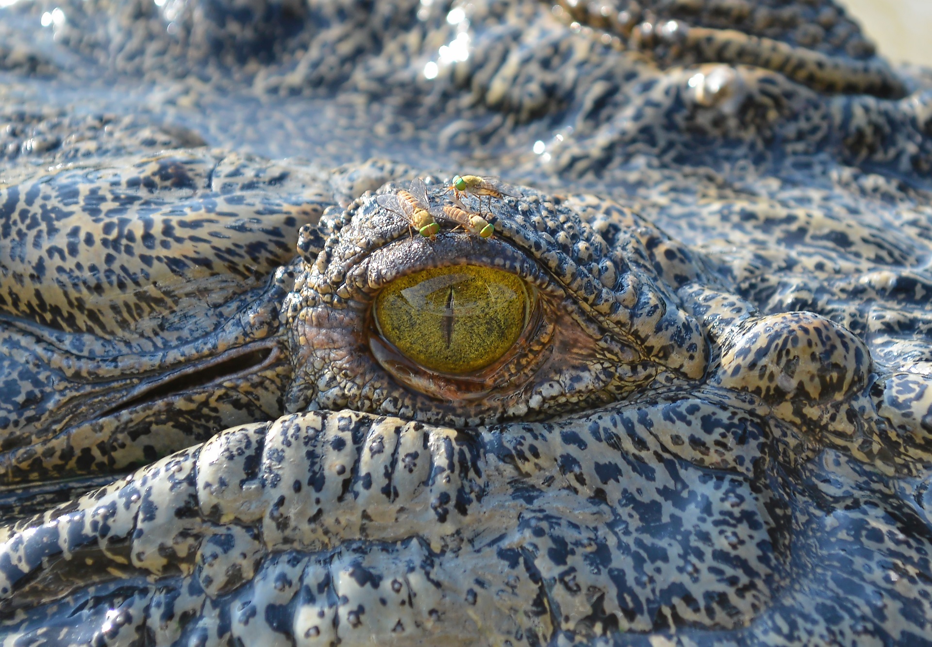 Animal Close Up Crocodile Eye Reptile 1920x1333