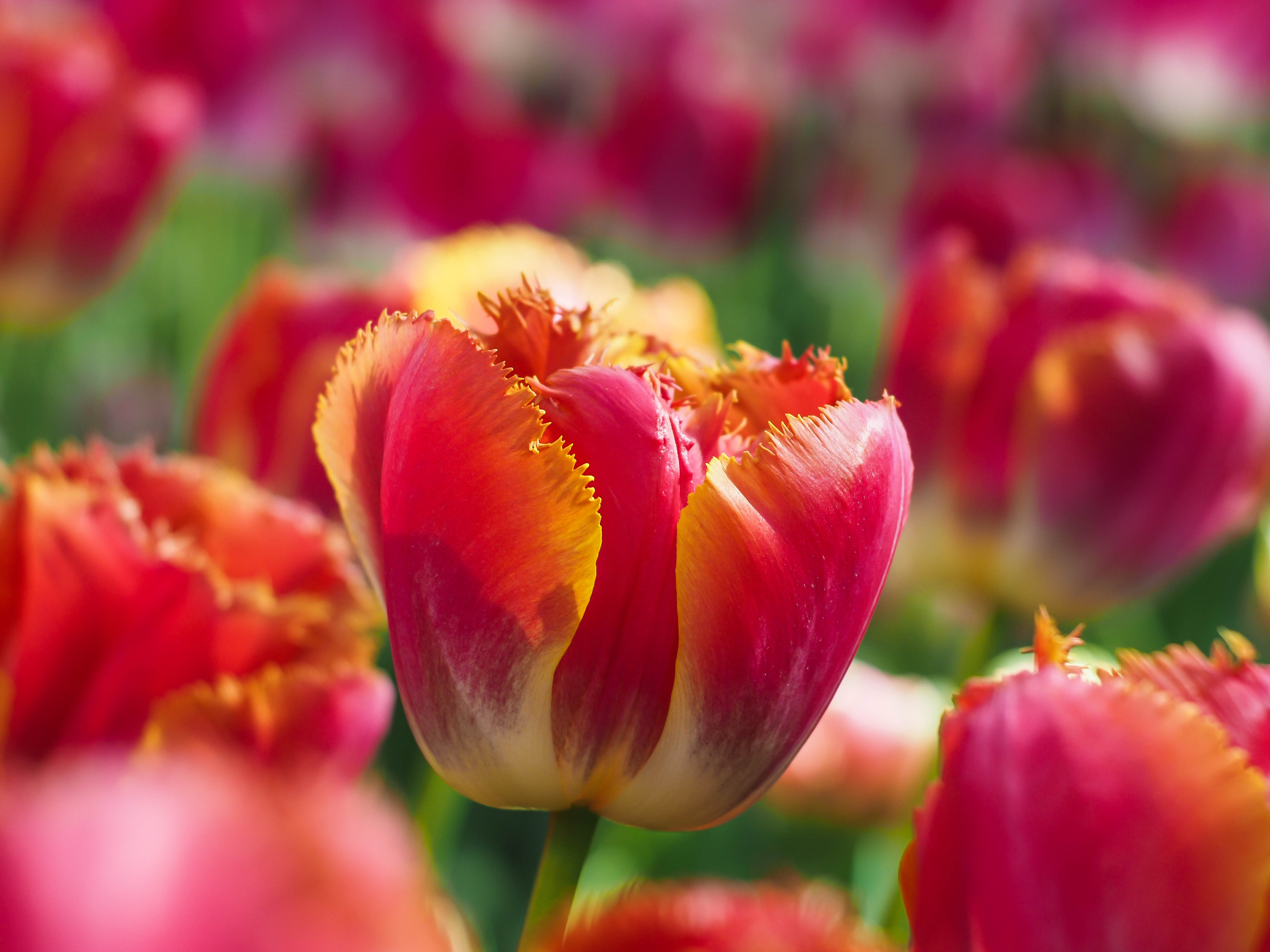 Blur Bud Close Up Flower Nature Tulip 4608x3456