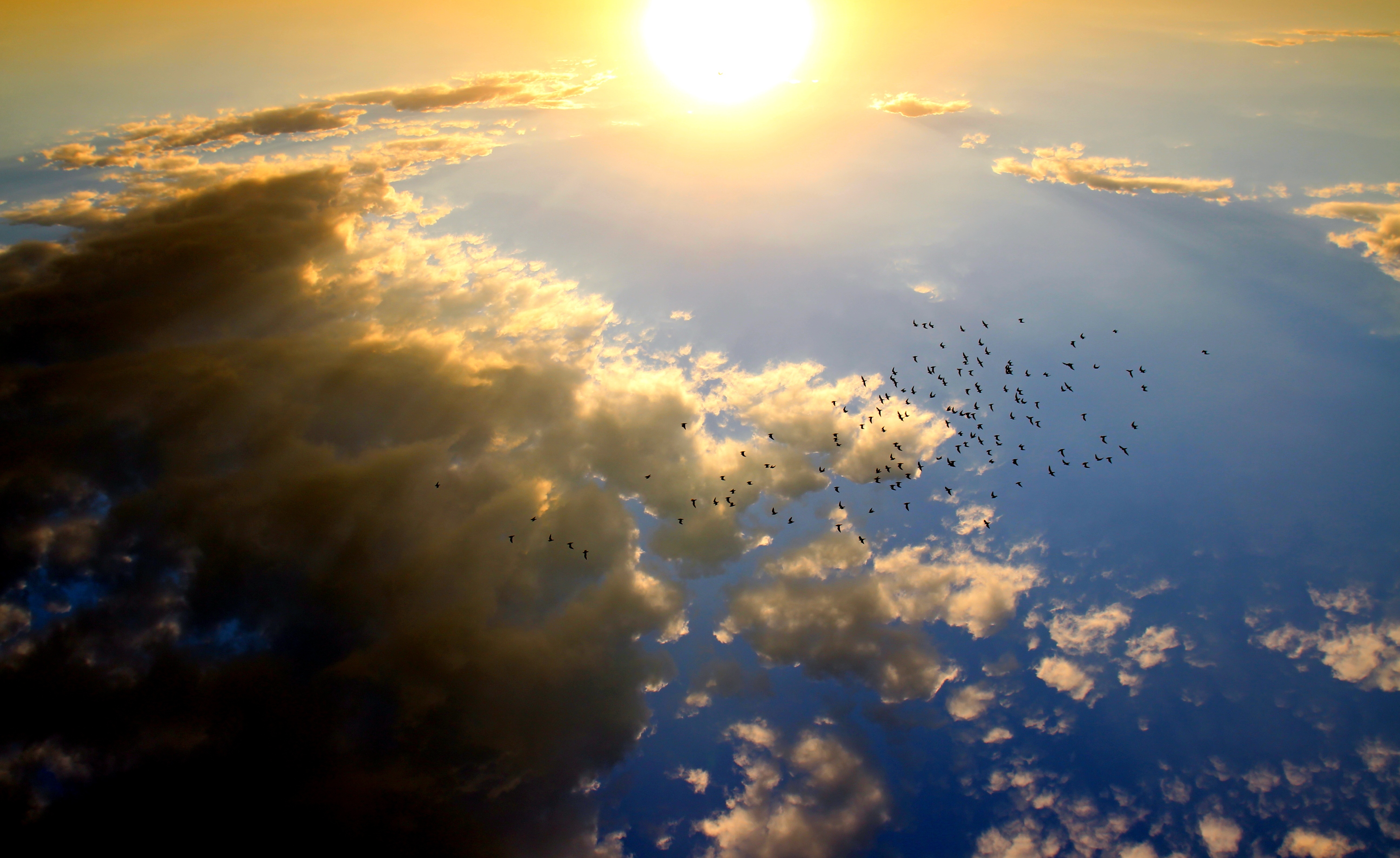 Aerial Bird Cloud Flock Of Birds Sky Sun 5184x3178