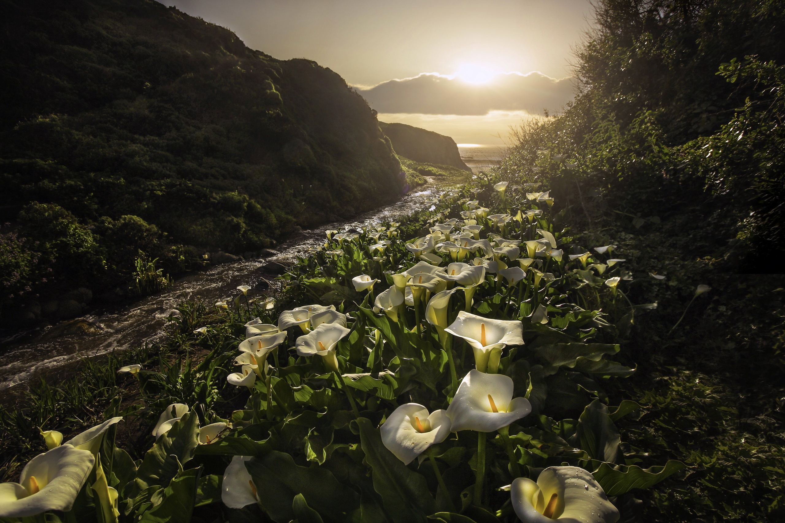 Calla Lily Flower Nature Sunset White Flower 2560x1707