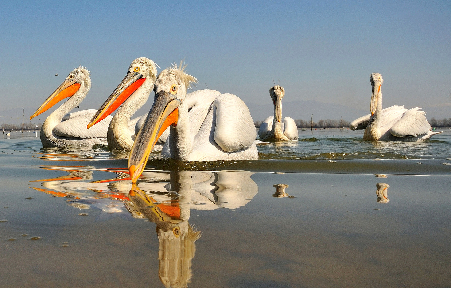 Beak Bird Pelican Reflection Wildlife 1920x1229